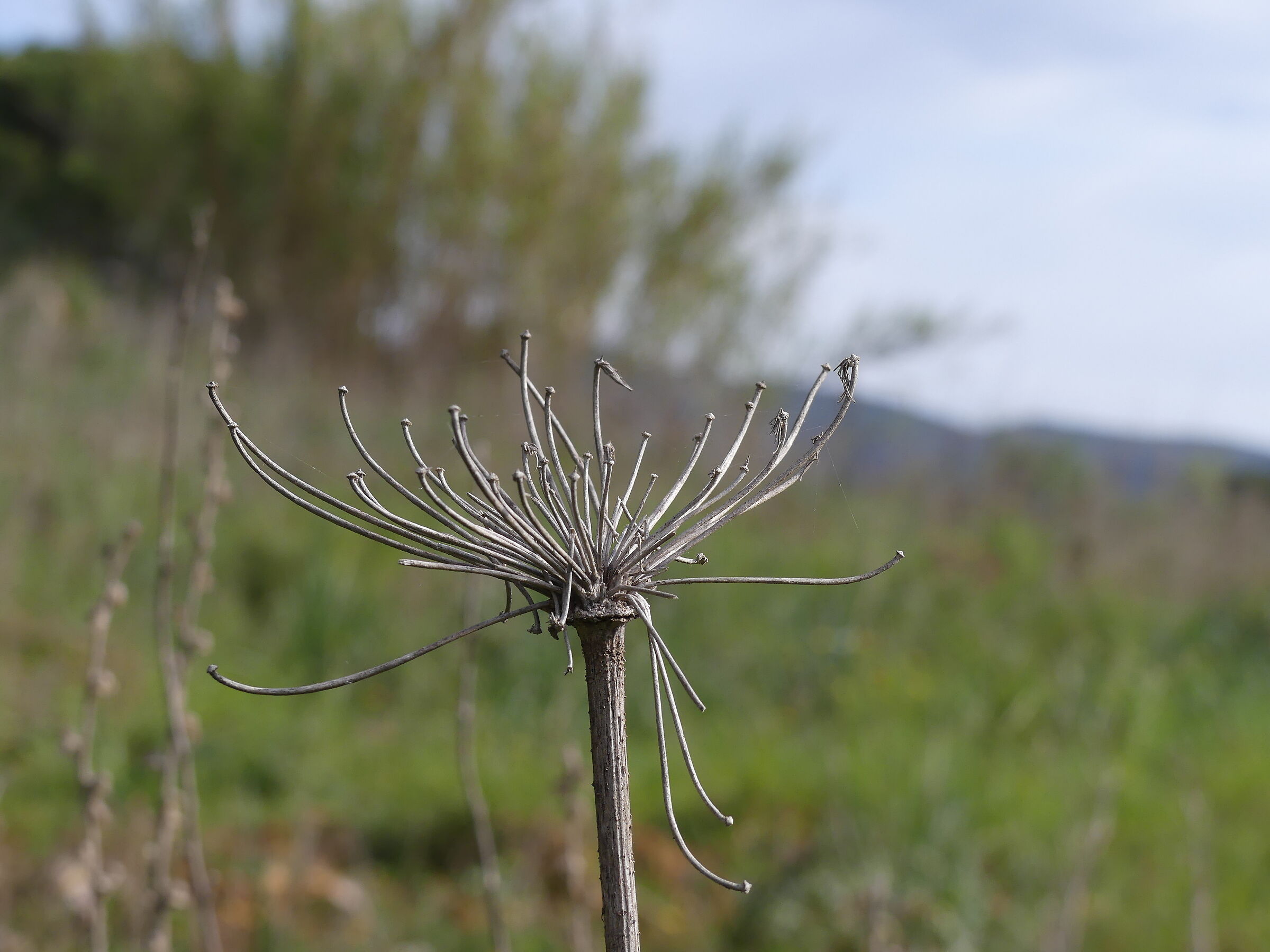 BacuAbis Municipality