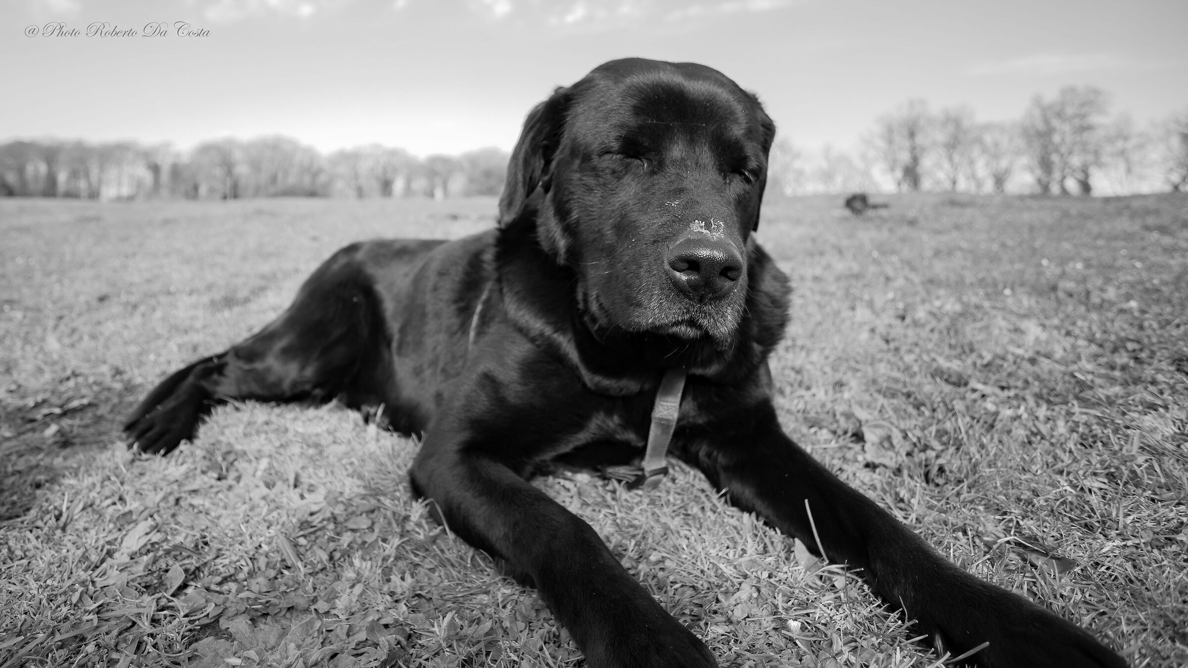 Labrador Camilla my Love