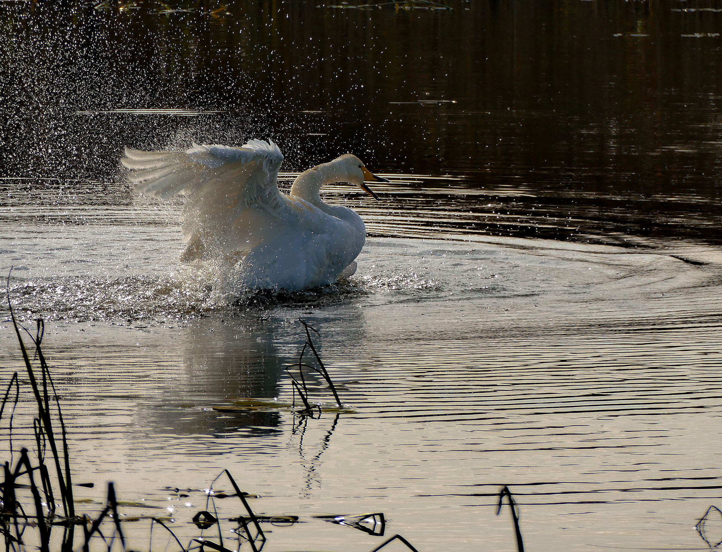 Whooper Swan 2 (Cygnus cygnus)
