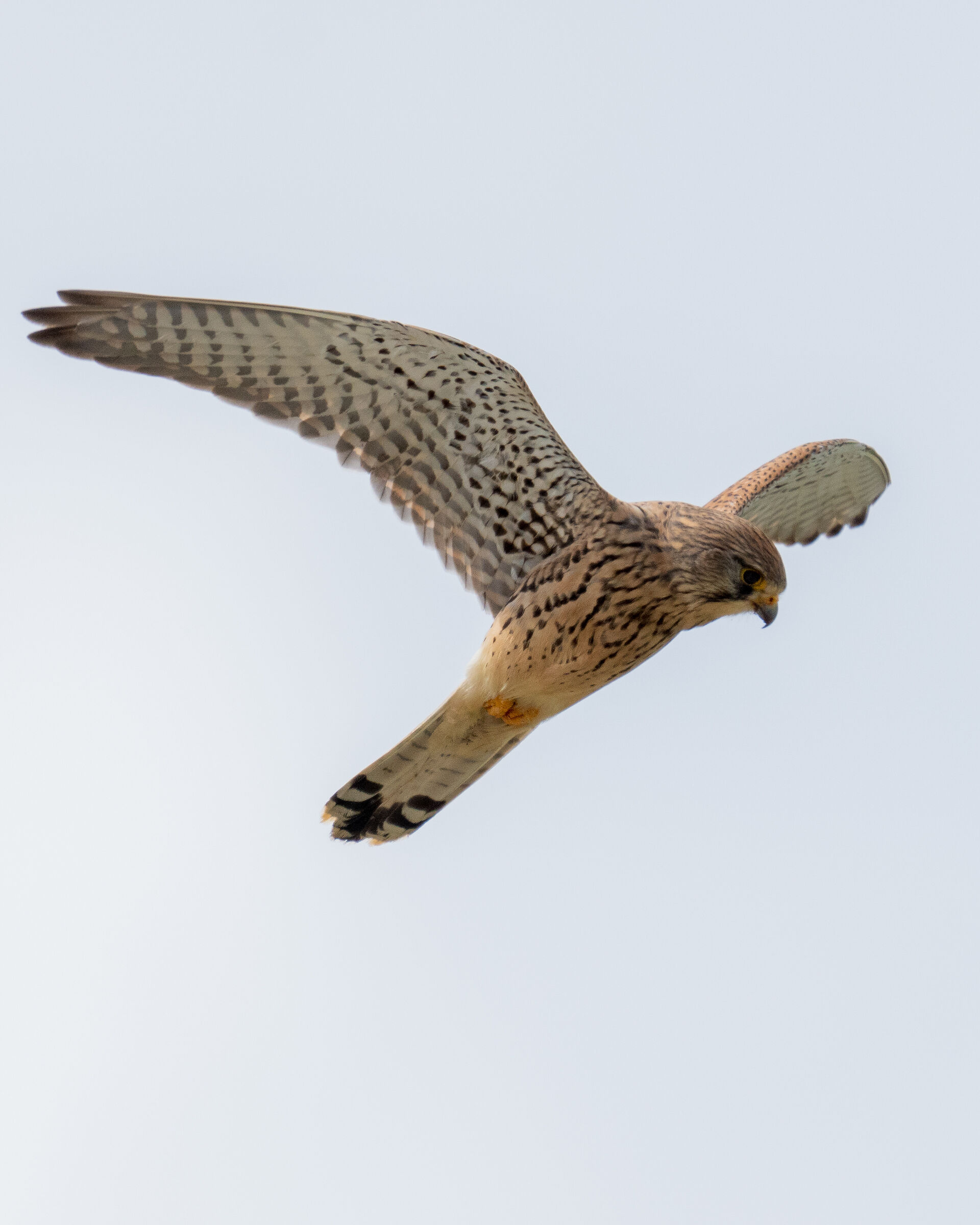 Kestrel