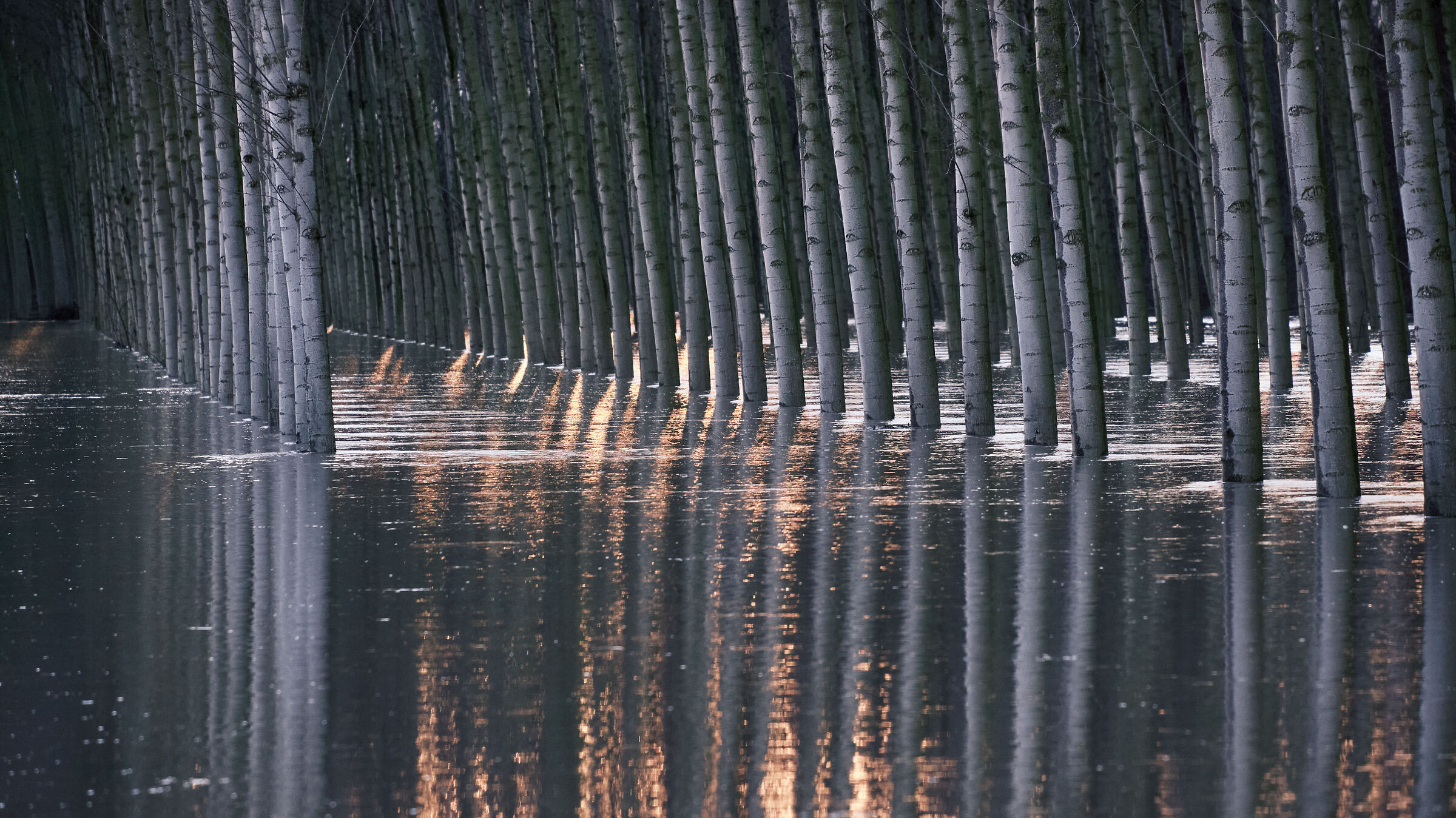 Flooded golena, full of 2021