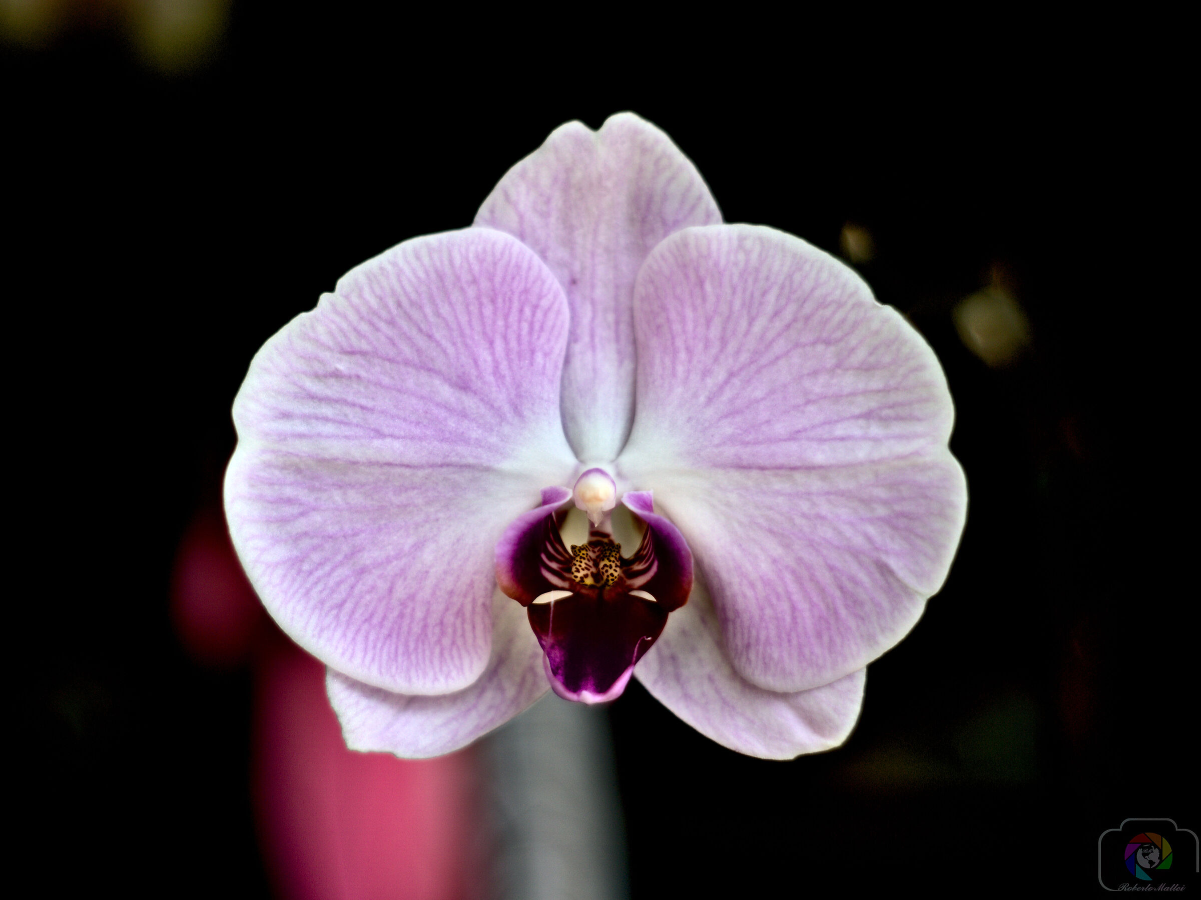 Vanitosa Orchid