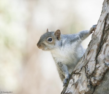 Sciurus carolinensis