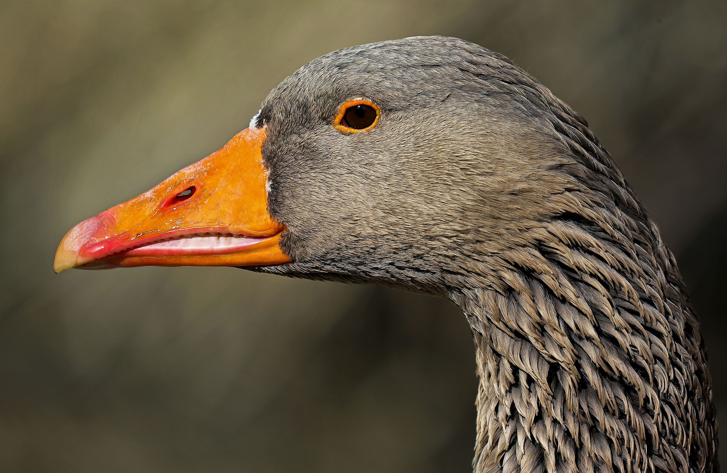 " Wild Goose Profile..."