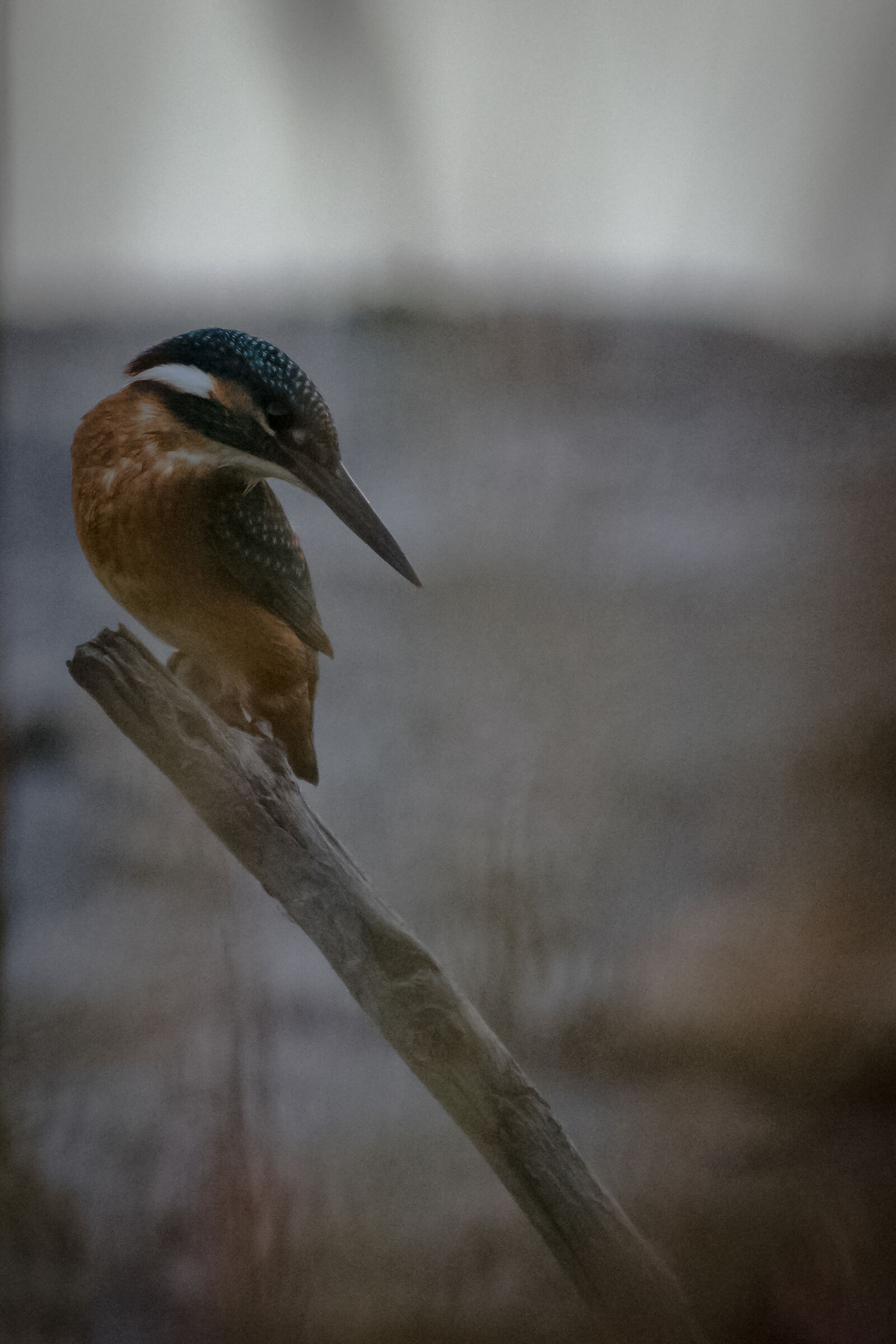 Martin pescatore pensieroso all'alba