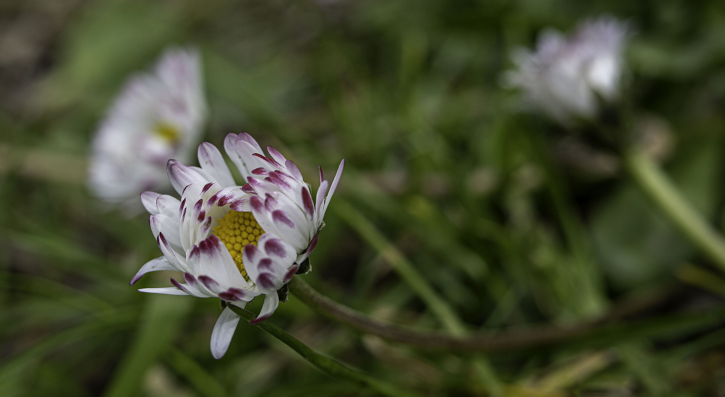 Pratolina autunnale