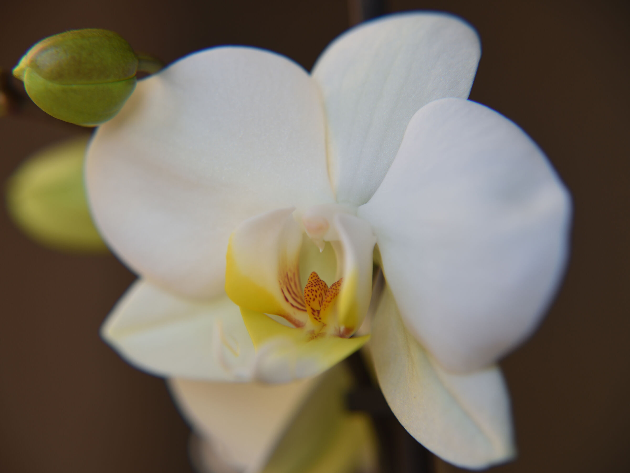 white orchid 1