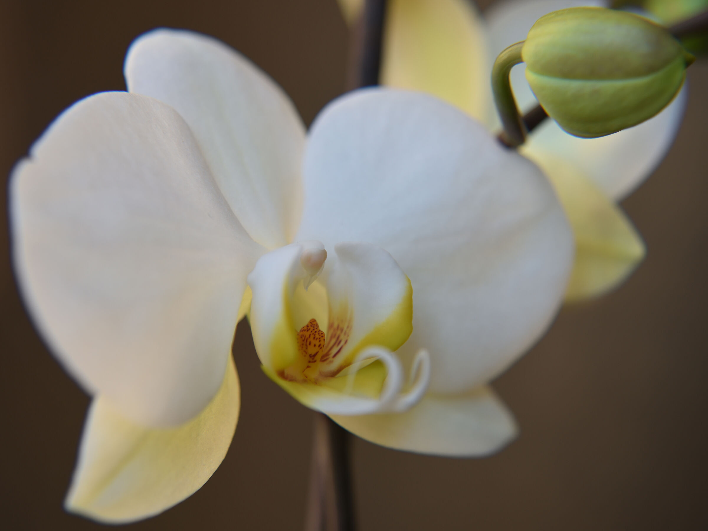 white orchid 2