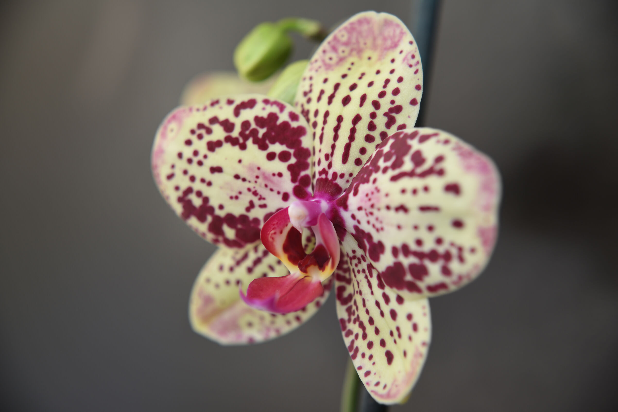 purple linen orchid 2