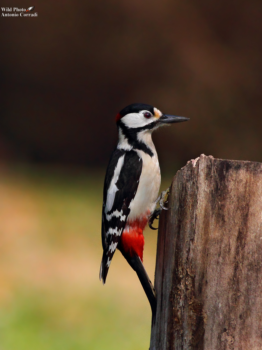 Picchio Rosso maschio