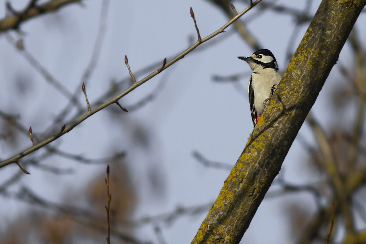 Greater red woodpecker