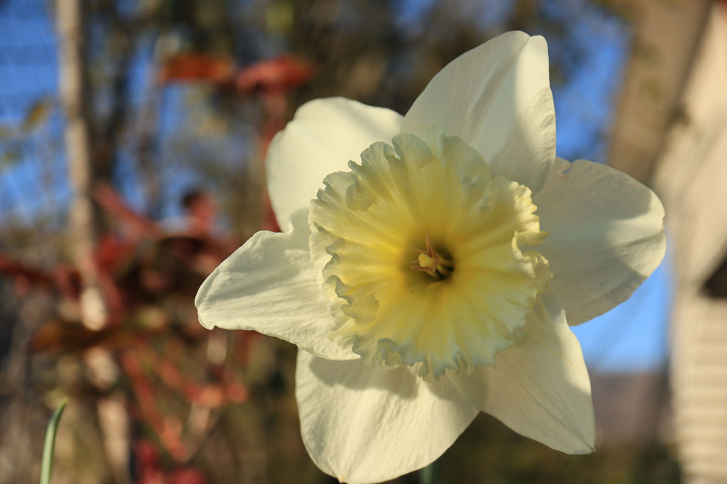 Narcissus welcome