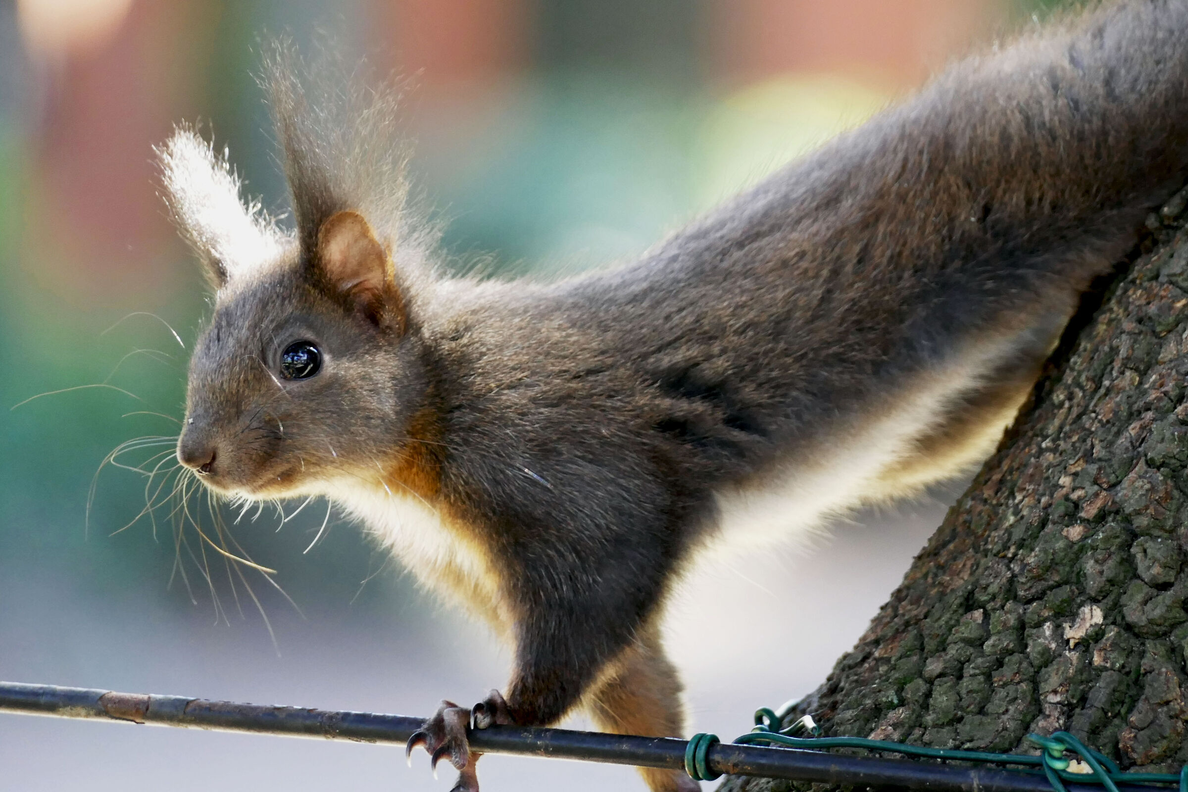 Irresistibili creature!