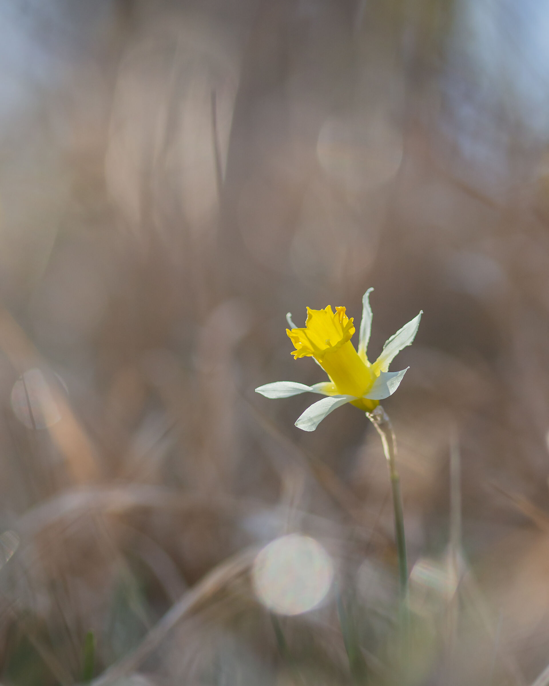 Fioritura dei Narcisi