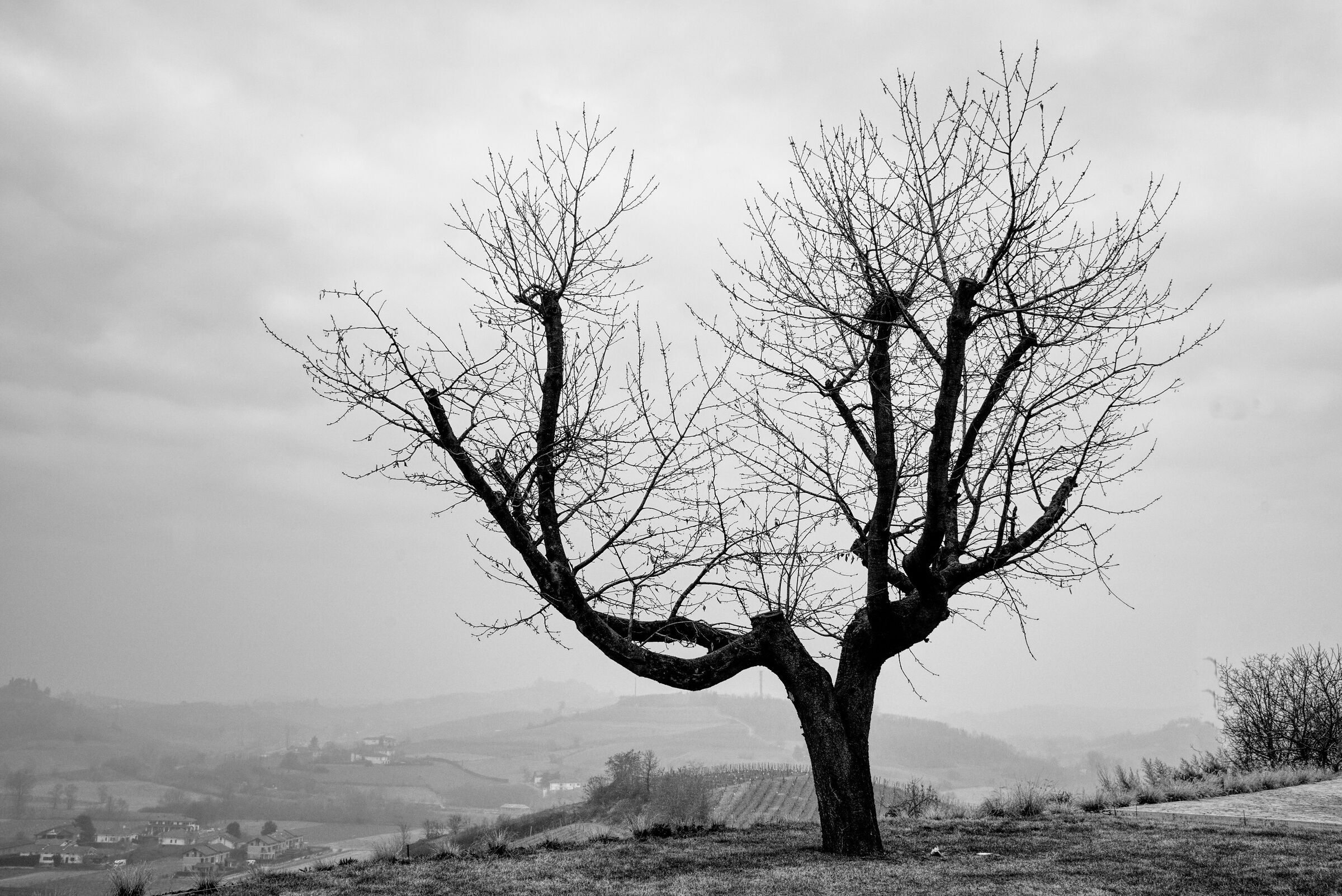 Il ciliegio