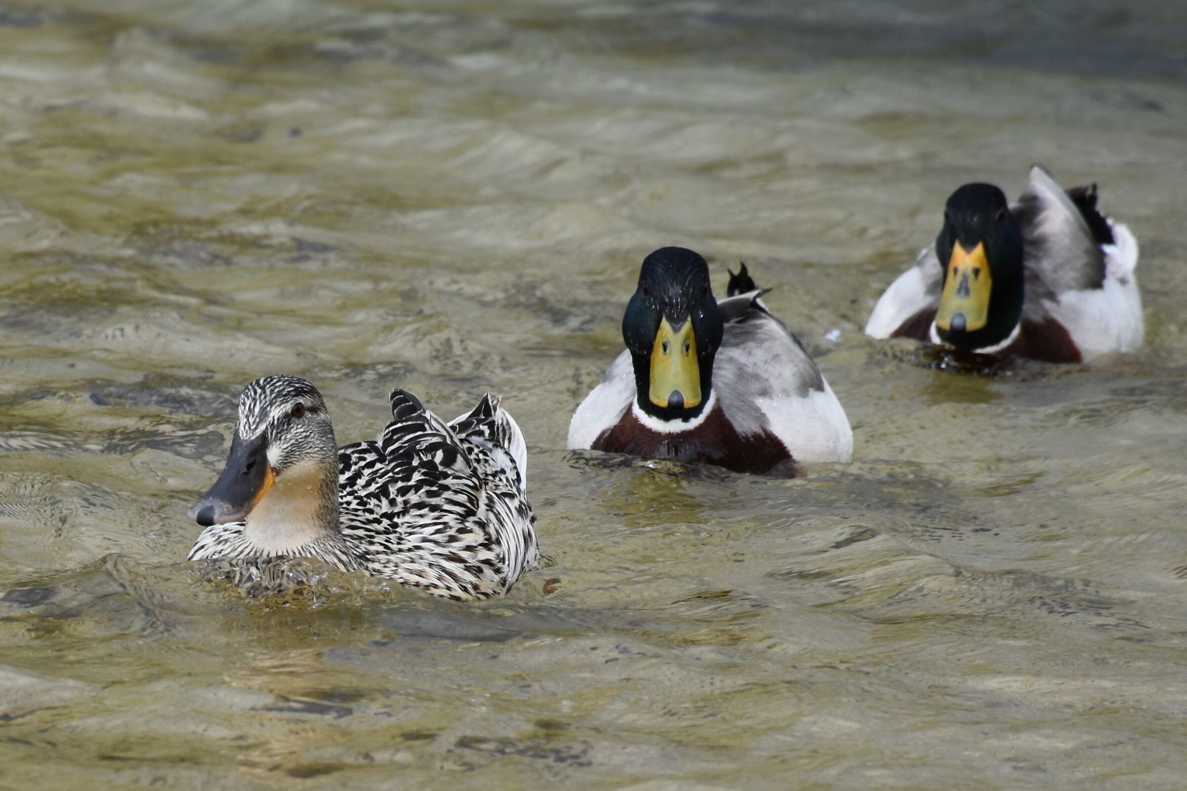 " Griglia di partenza"