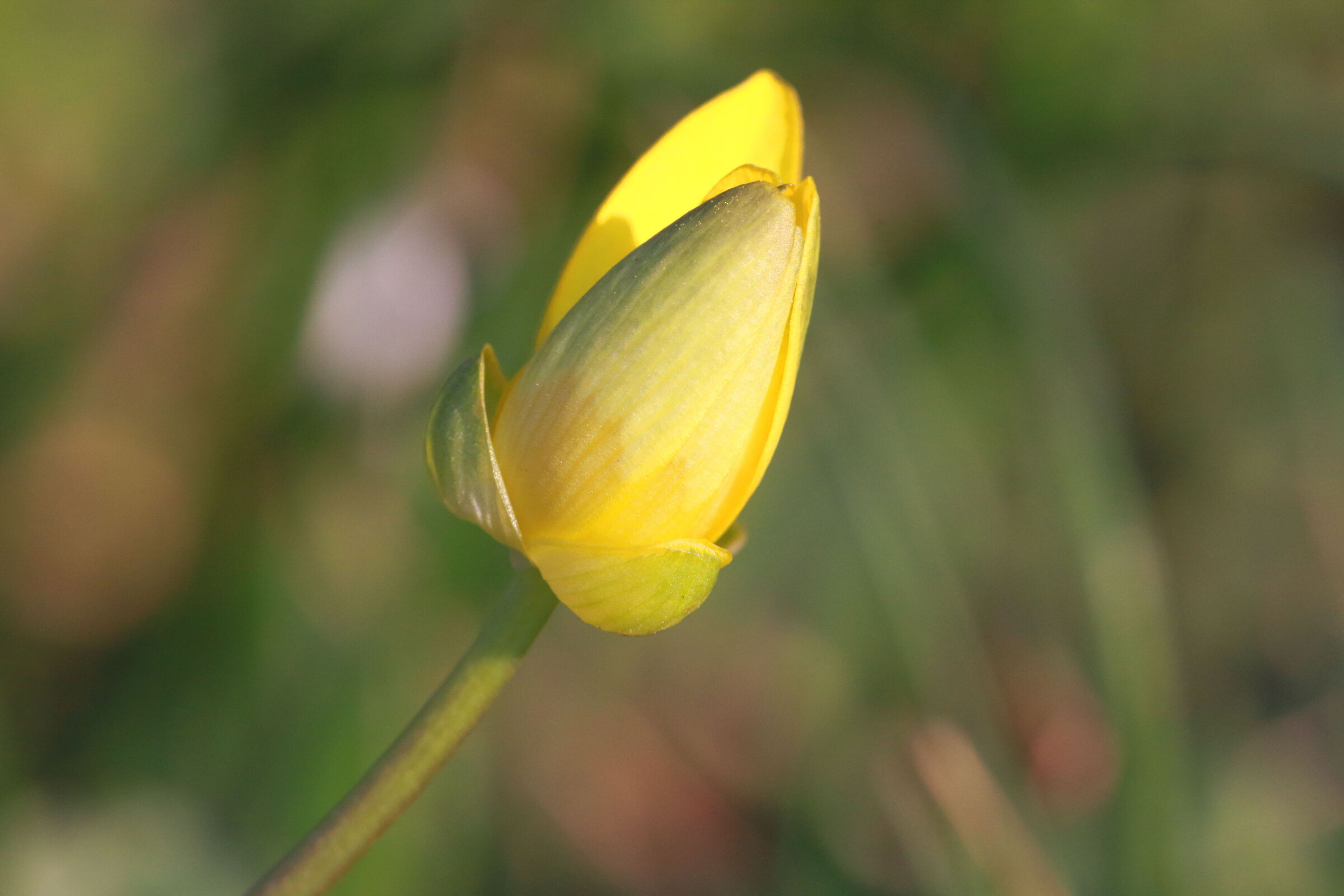 Bocciolo di ficaria verna