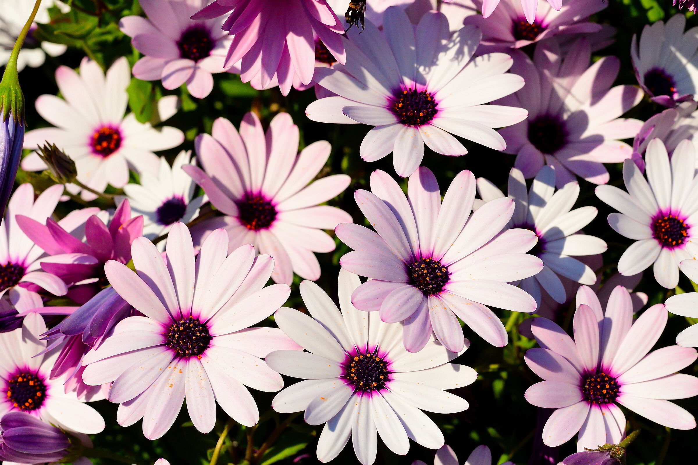 Primavera Villa Ormond #1