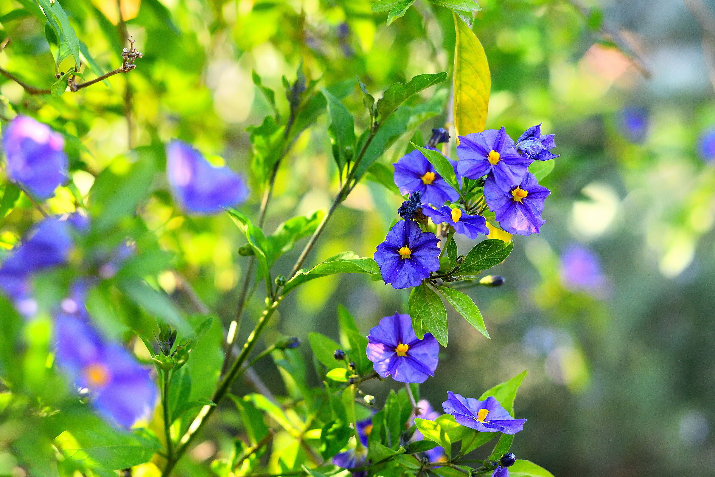 Primavera Villa Ormond #3