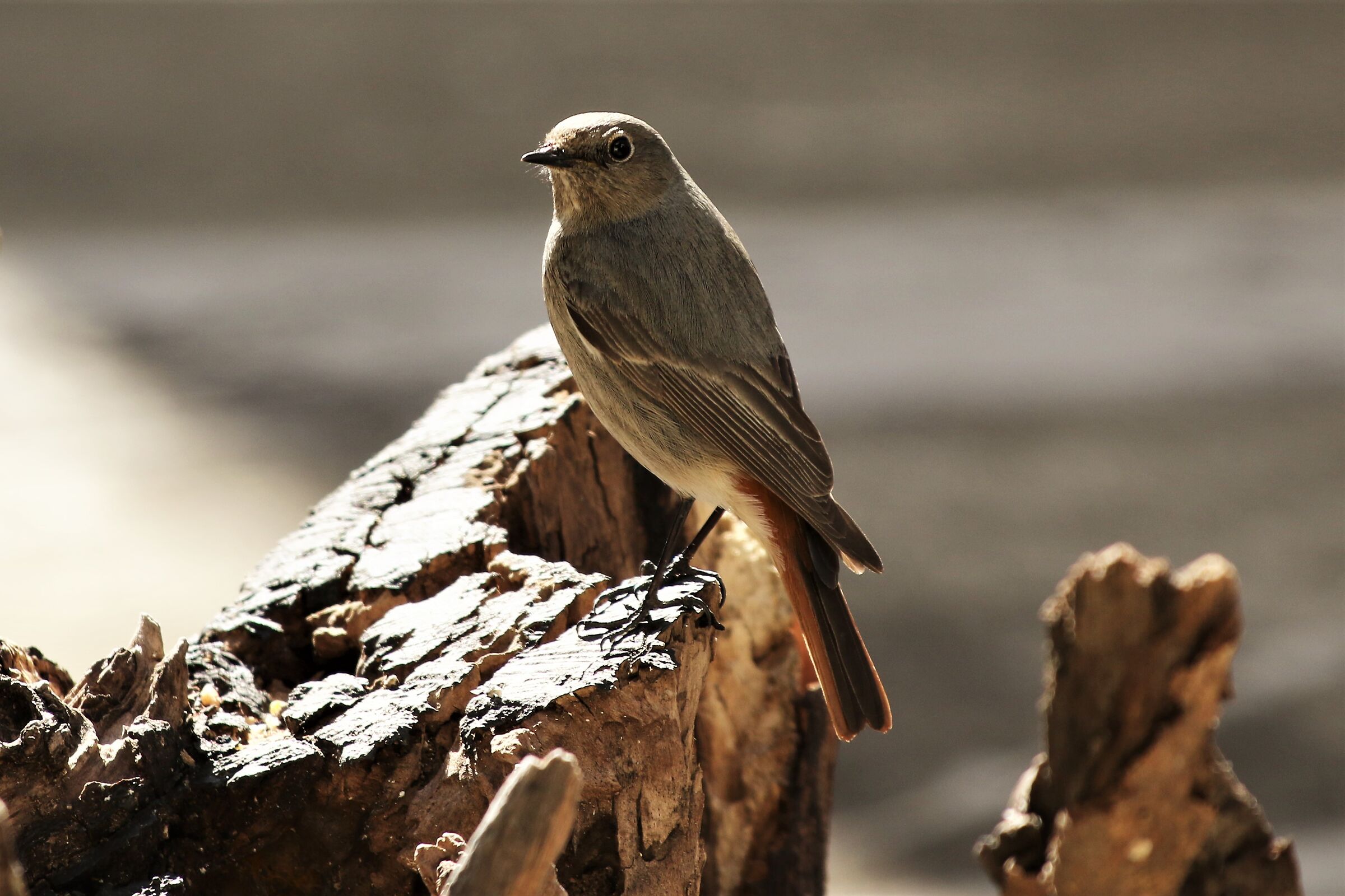 codirosso fireplace sweep