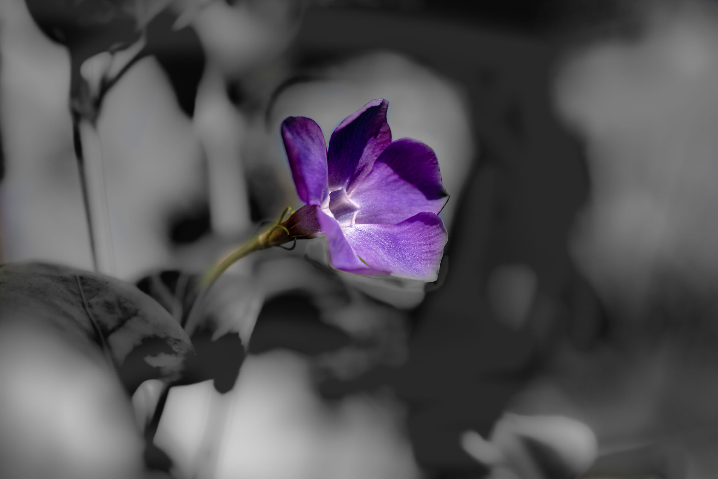 Sigma macro 90mm manuale prima serie