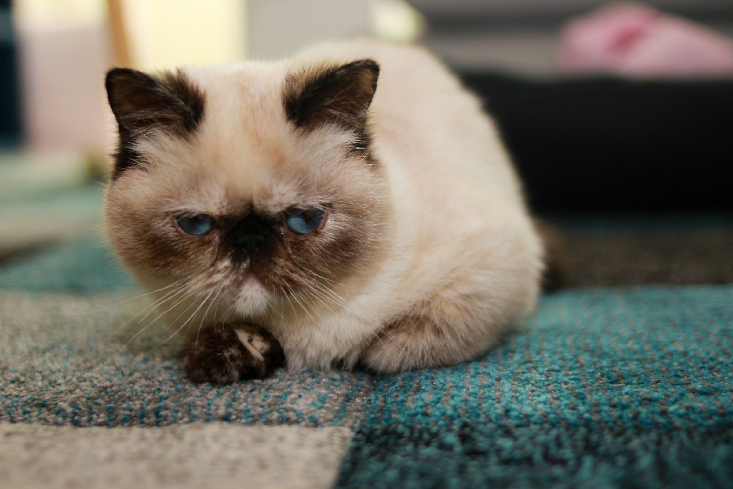 Edvige - Palla di pelo