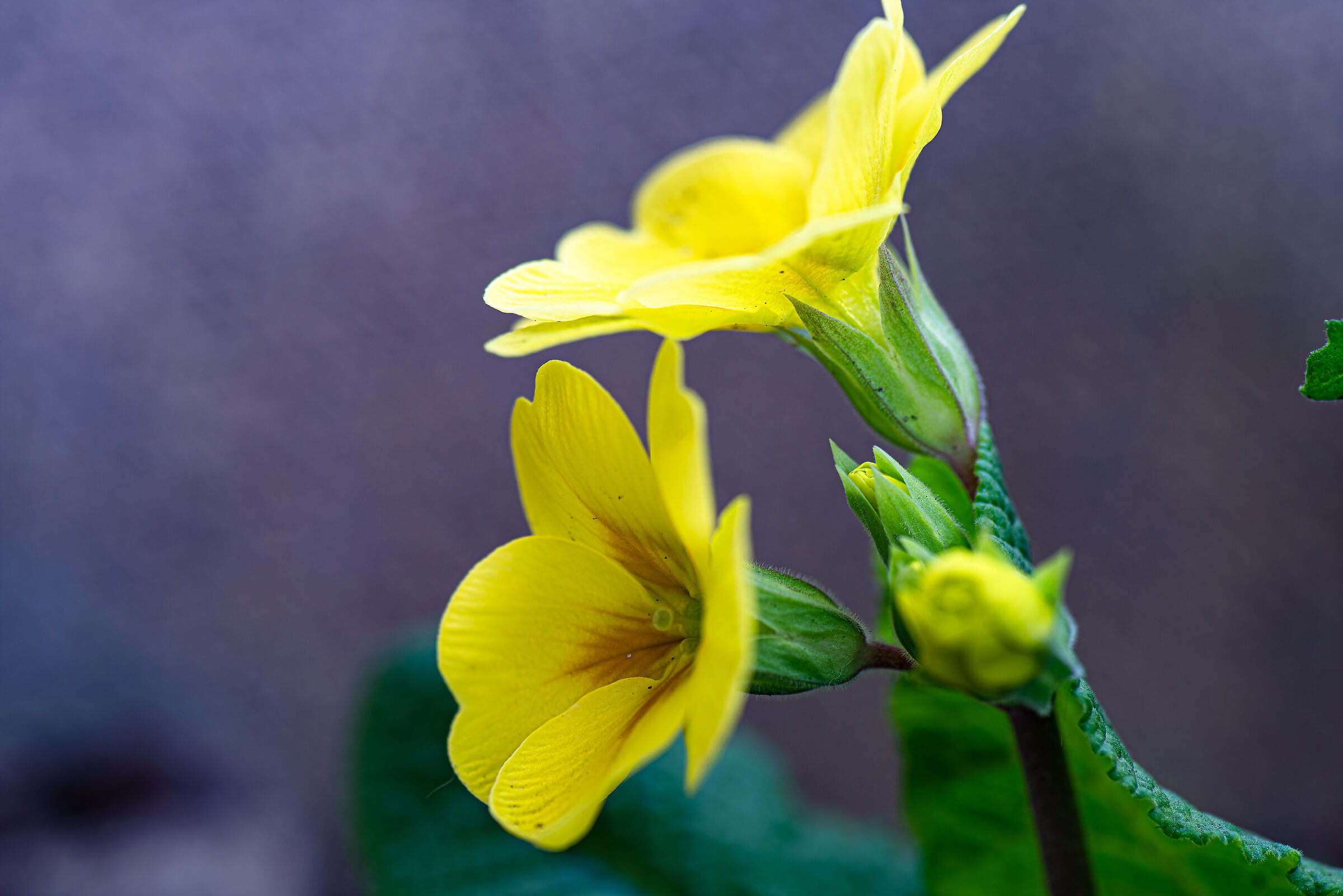 Sigma macro 90mm manuale prima serie