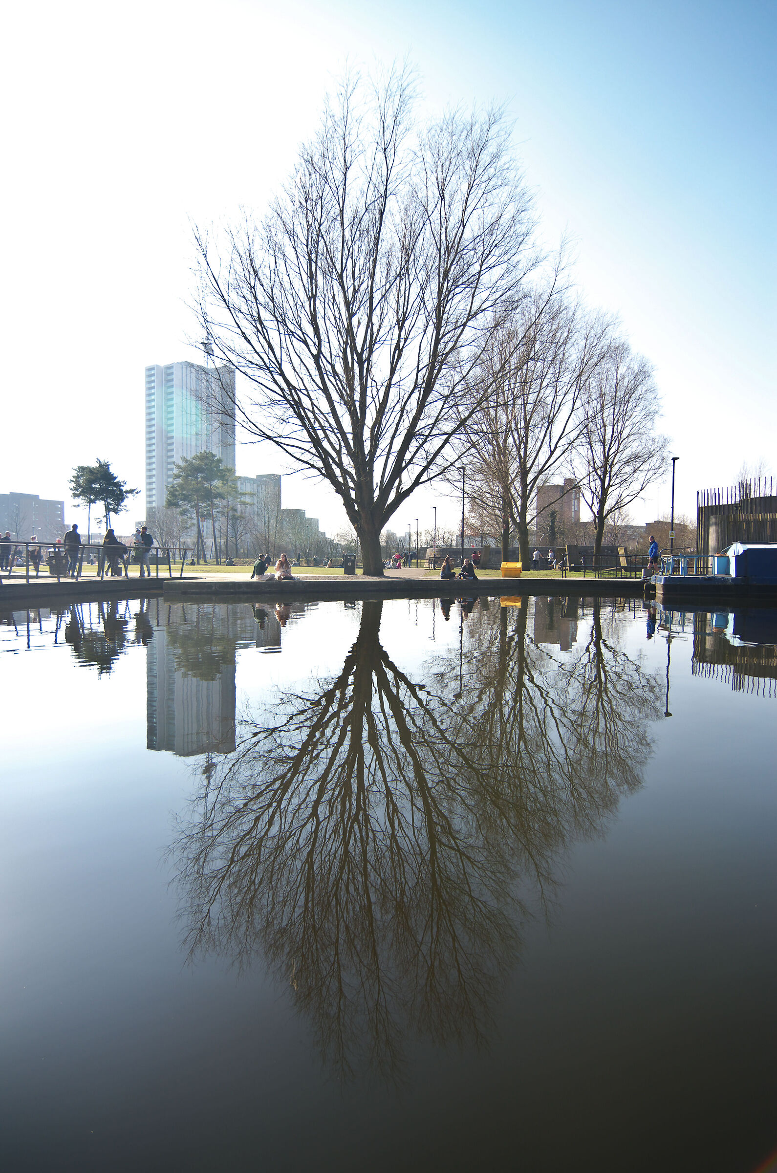 Tree in New Islington