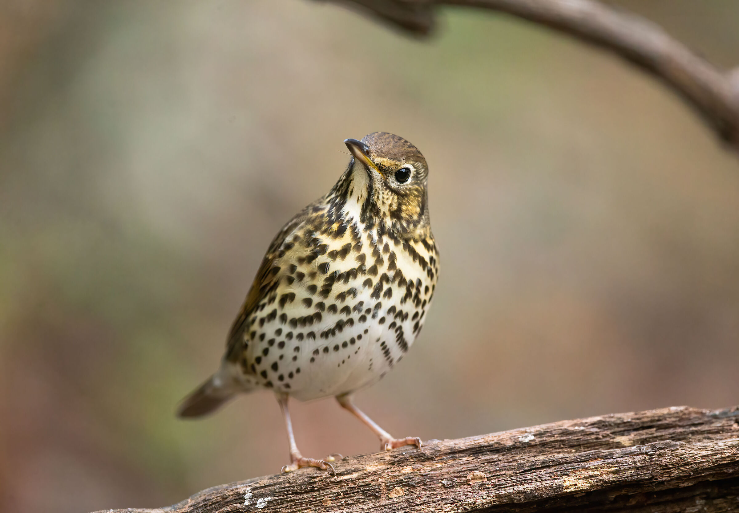 Tordo bottaccio (Turdus philomelos)