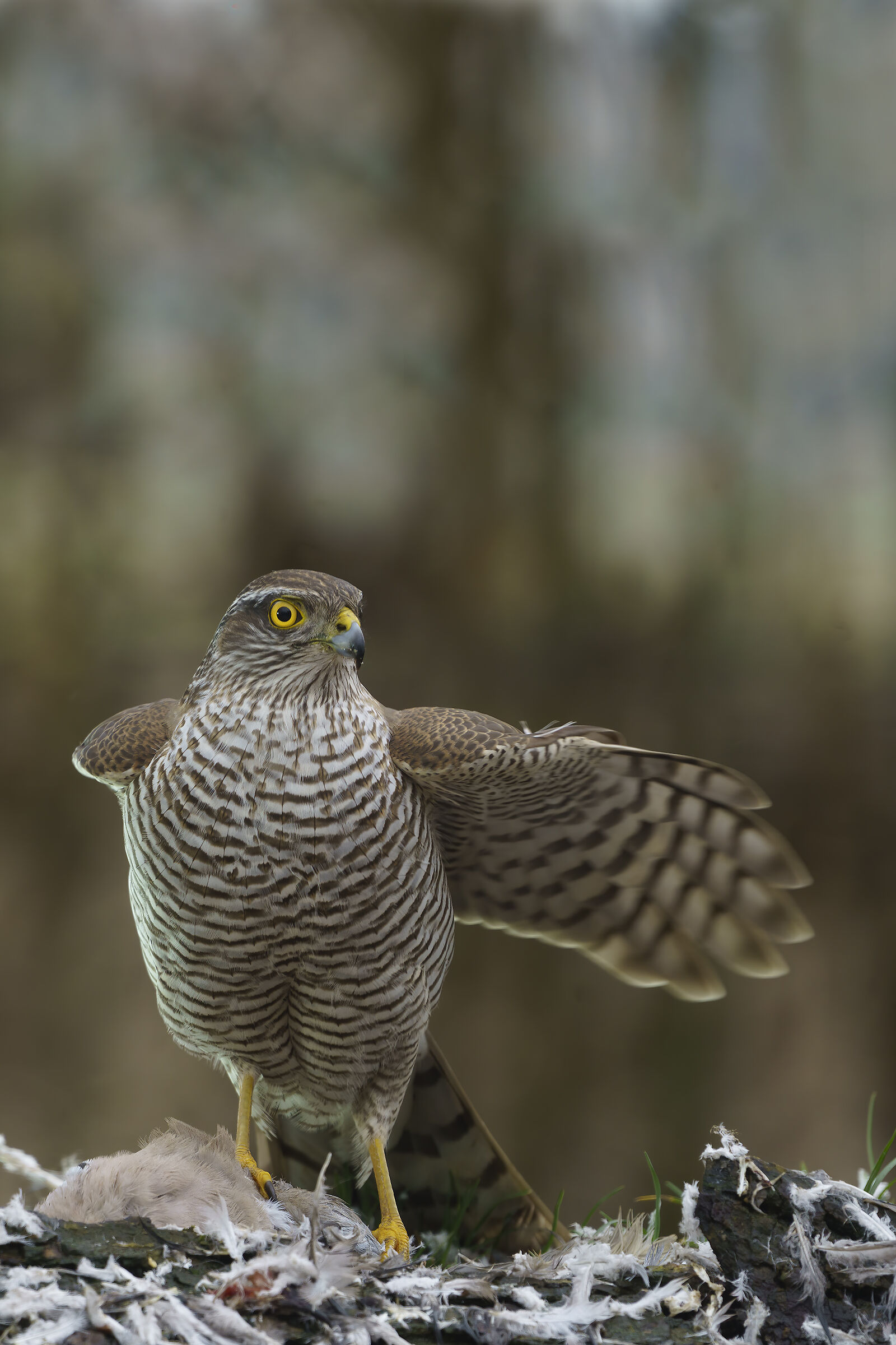 Sparviere, predazione