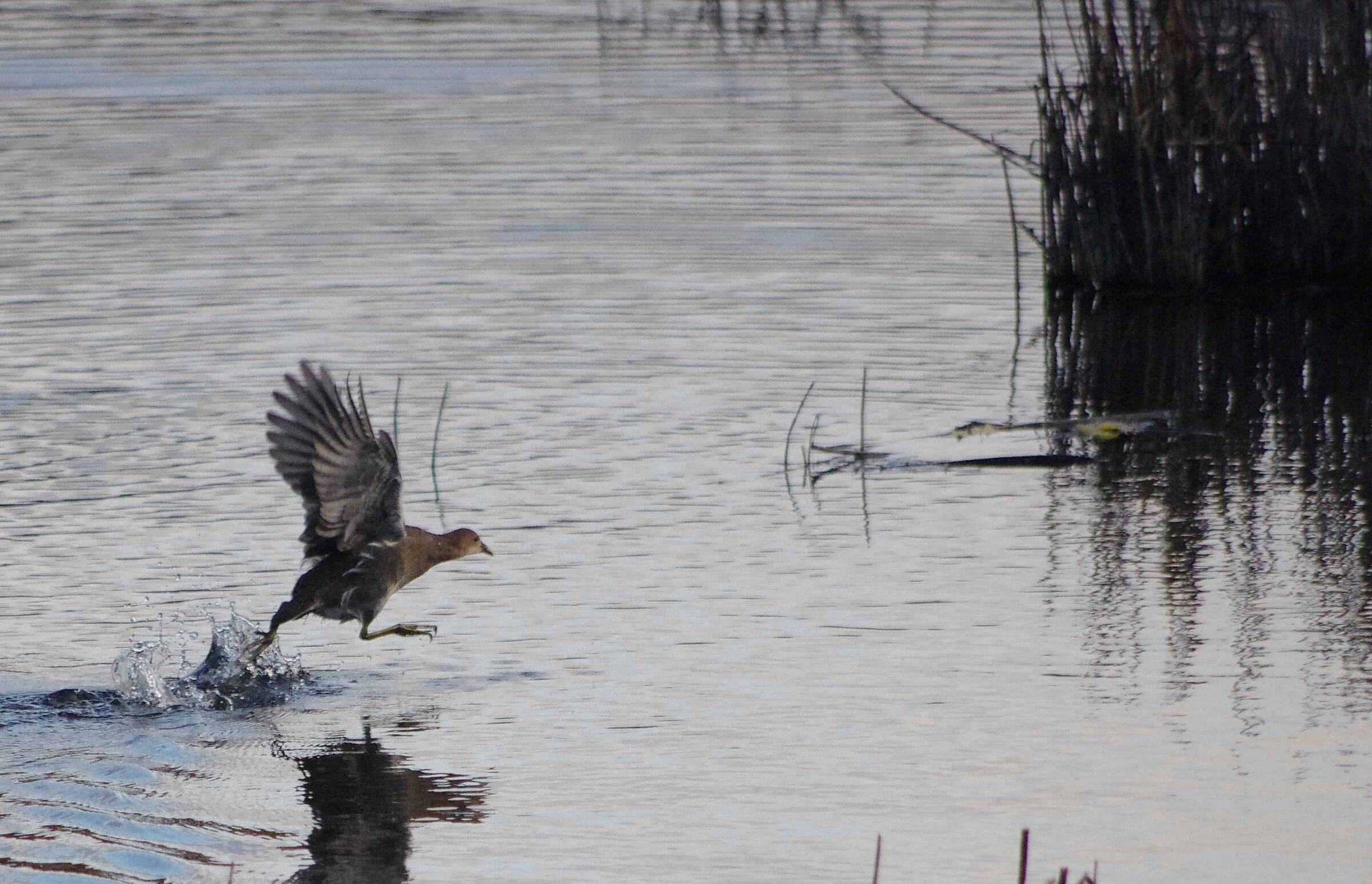Gallinella d'acqua BZ
