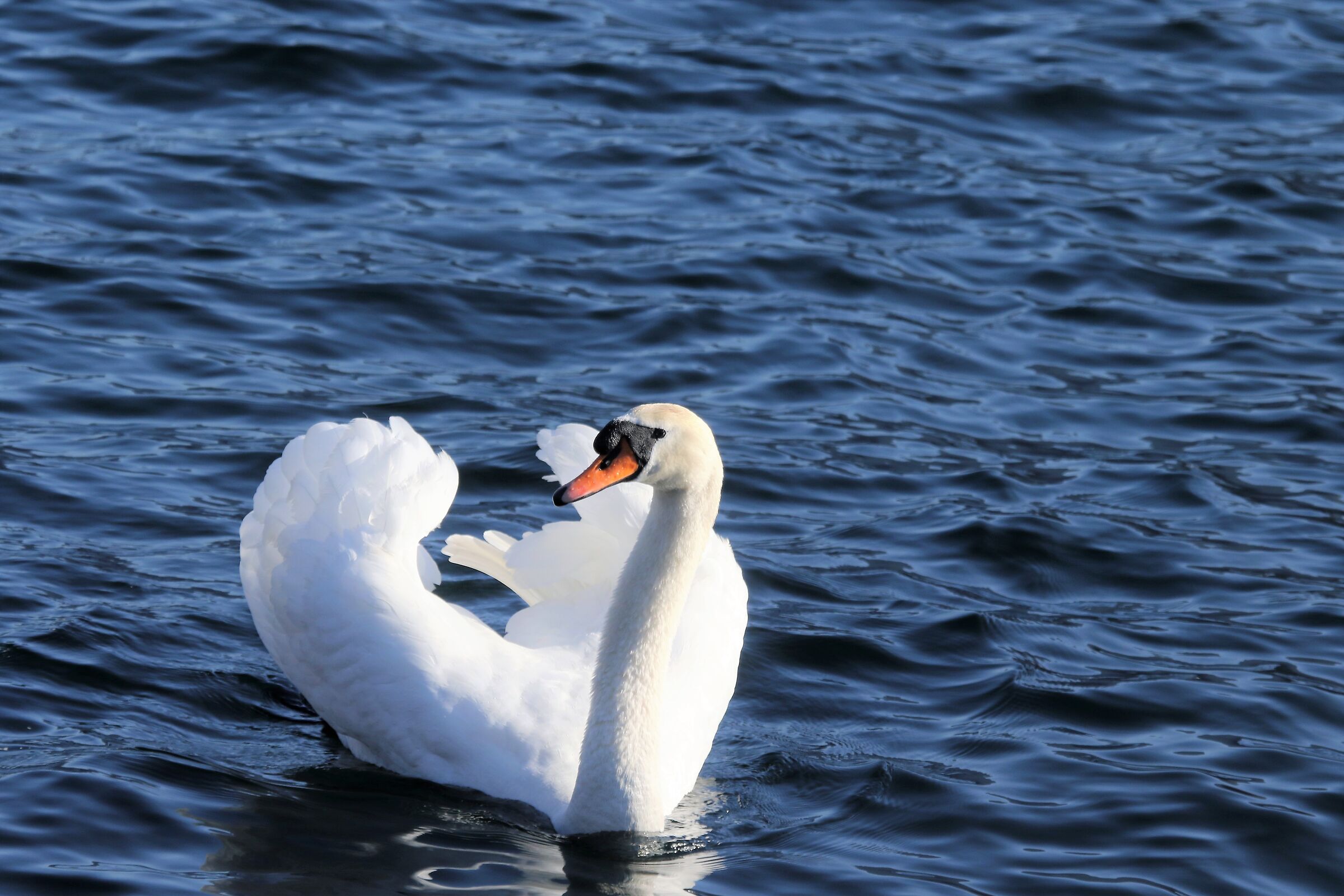 swan on Lake Como