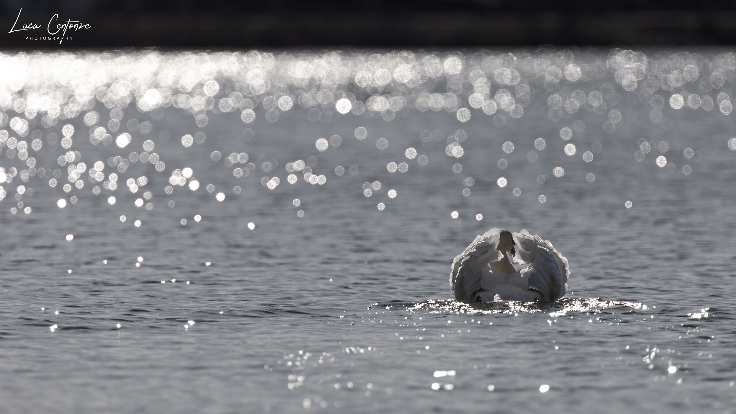 Cigno in controluce