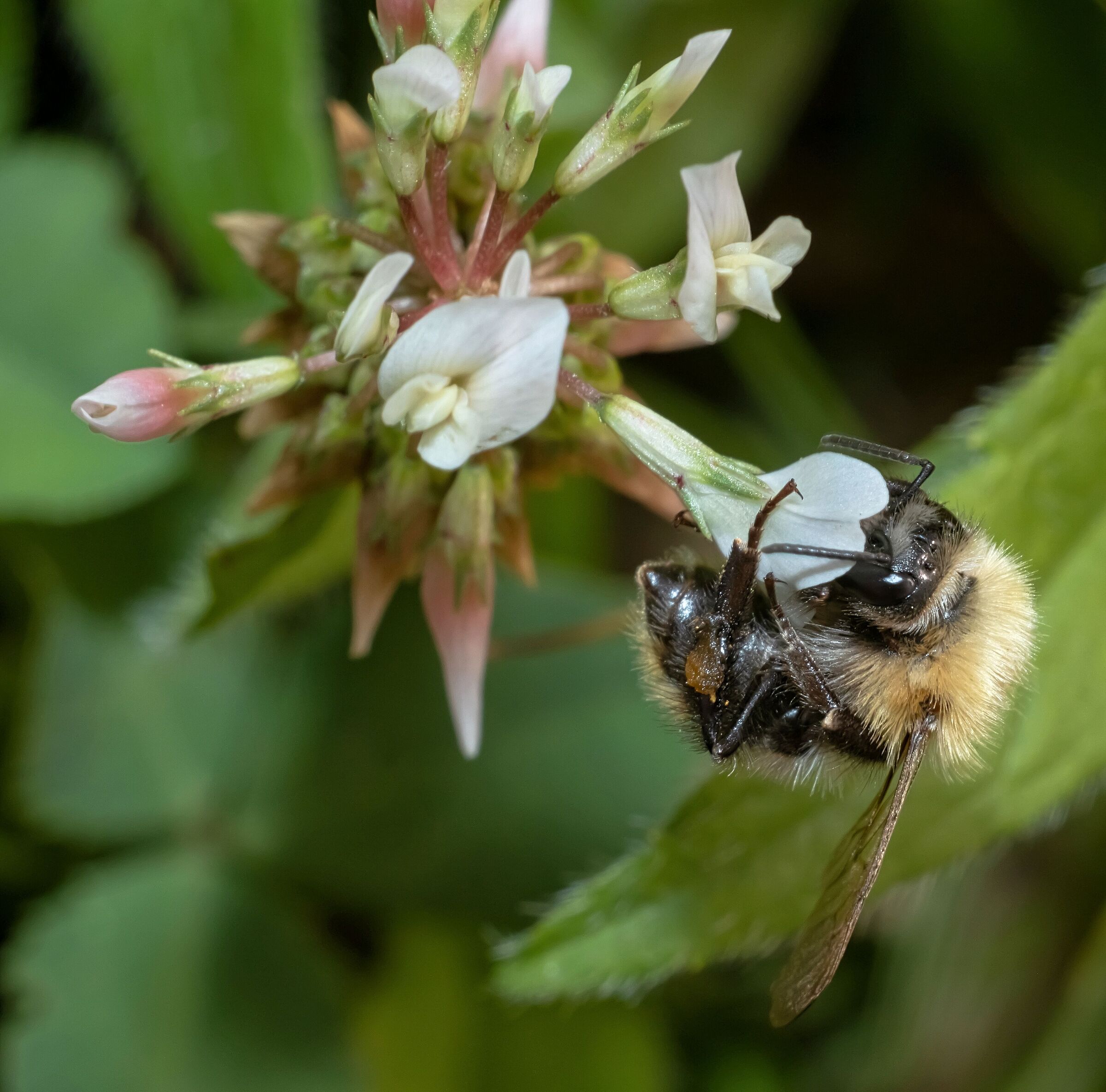 bombus pascuorum with honey on board 17/08/2020