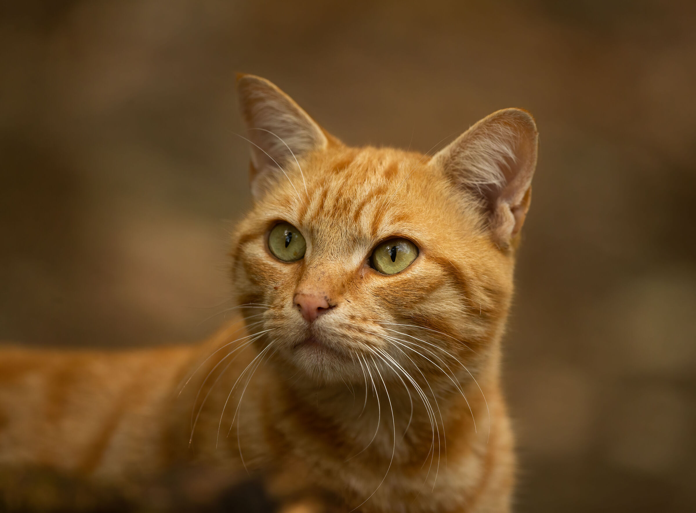 Gatto arancione europeo (Garfield)