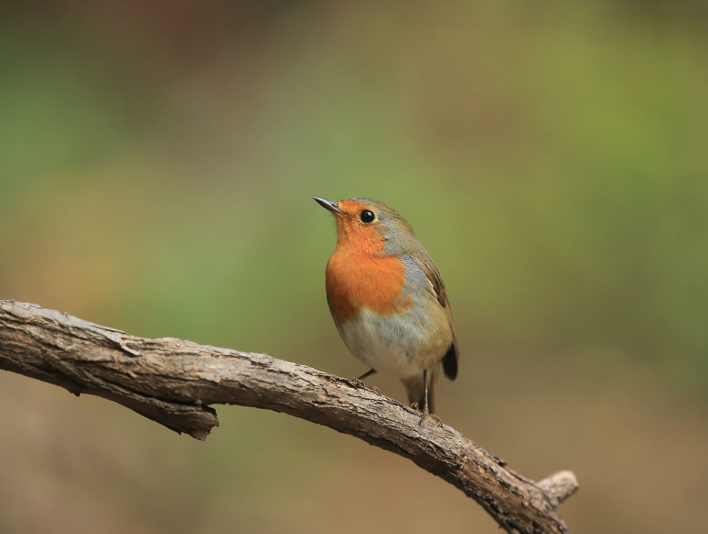Pettirosso (Erithacus rubecula)
