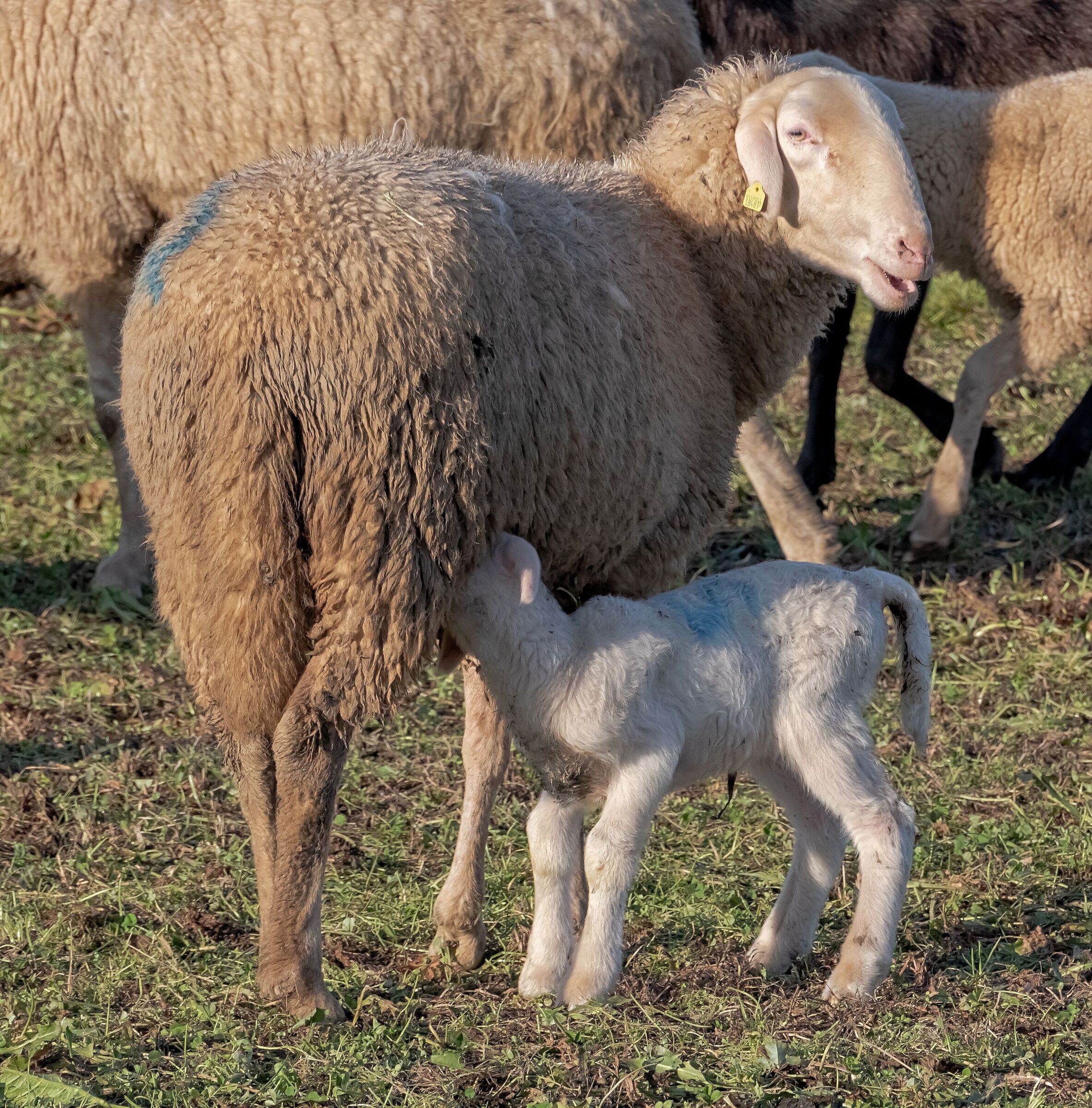 lamb drinks milk from his mother 4/01/2020