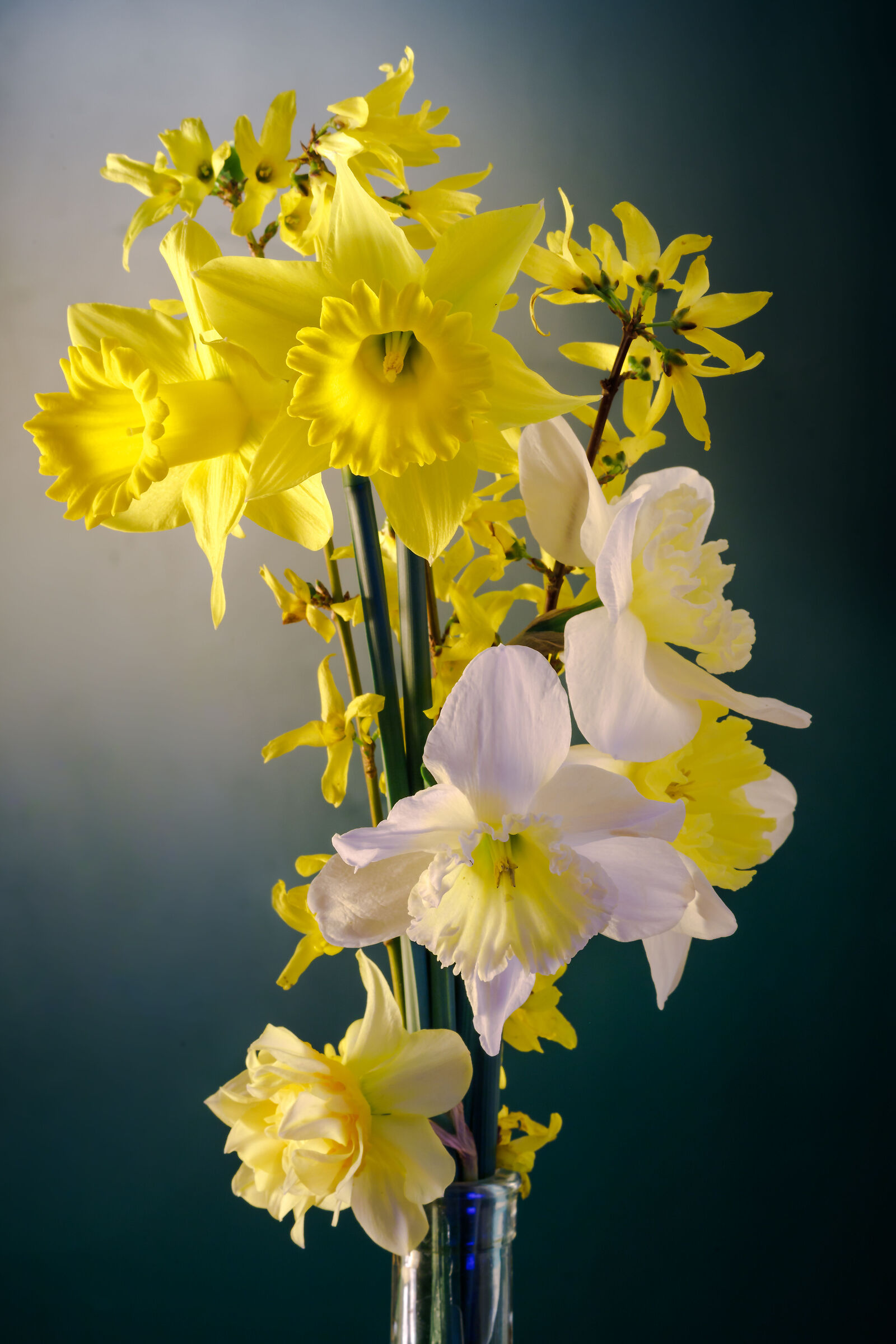 Narcissus