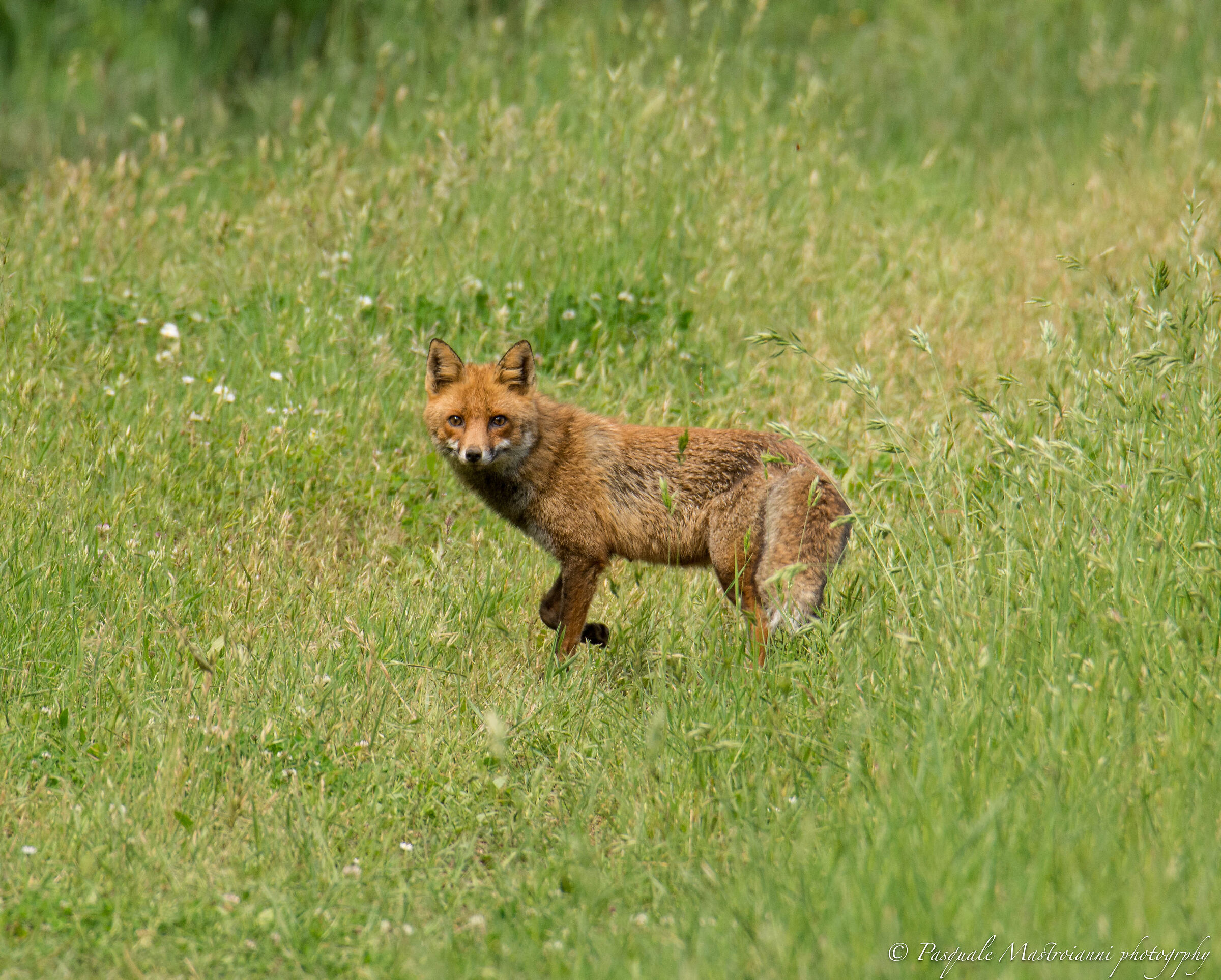 il furbo sguardo della volpe