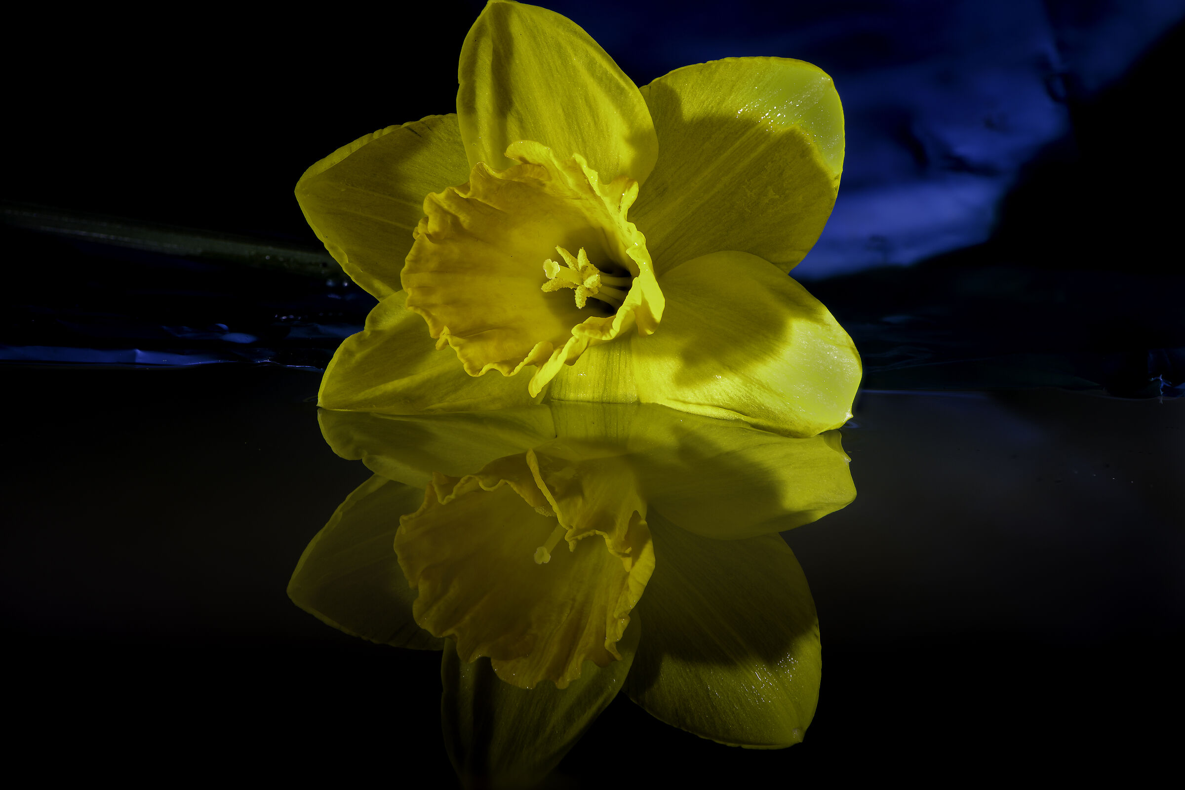 Daffodil