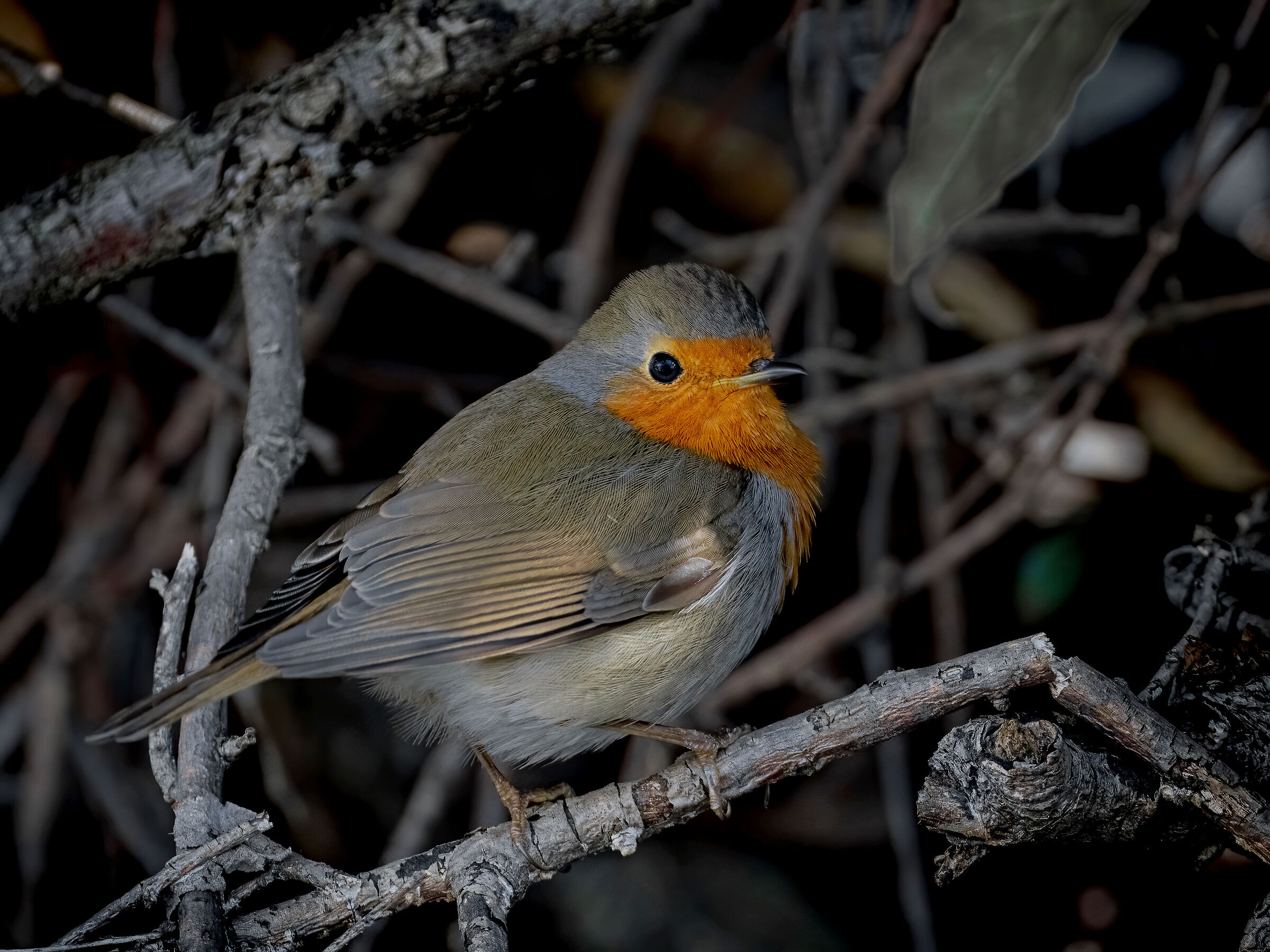 Pettirosso dentro al cespuglio