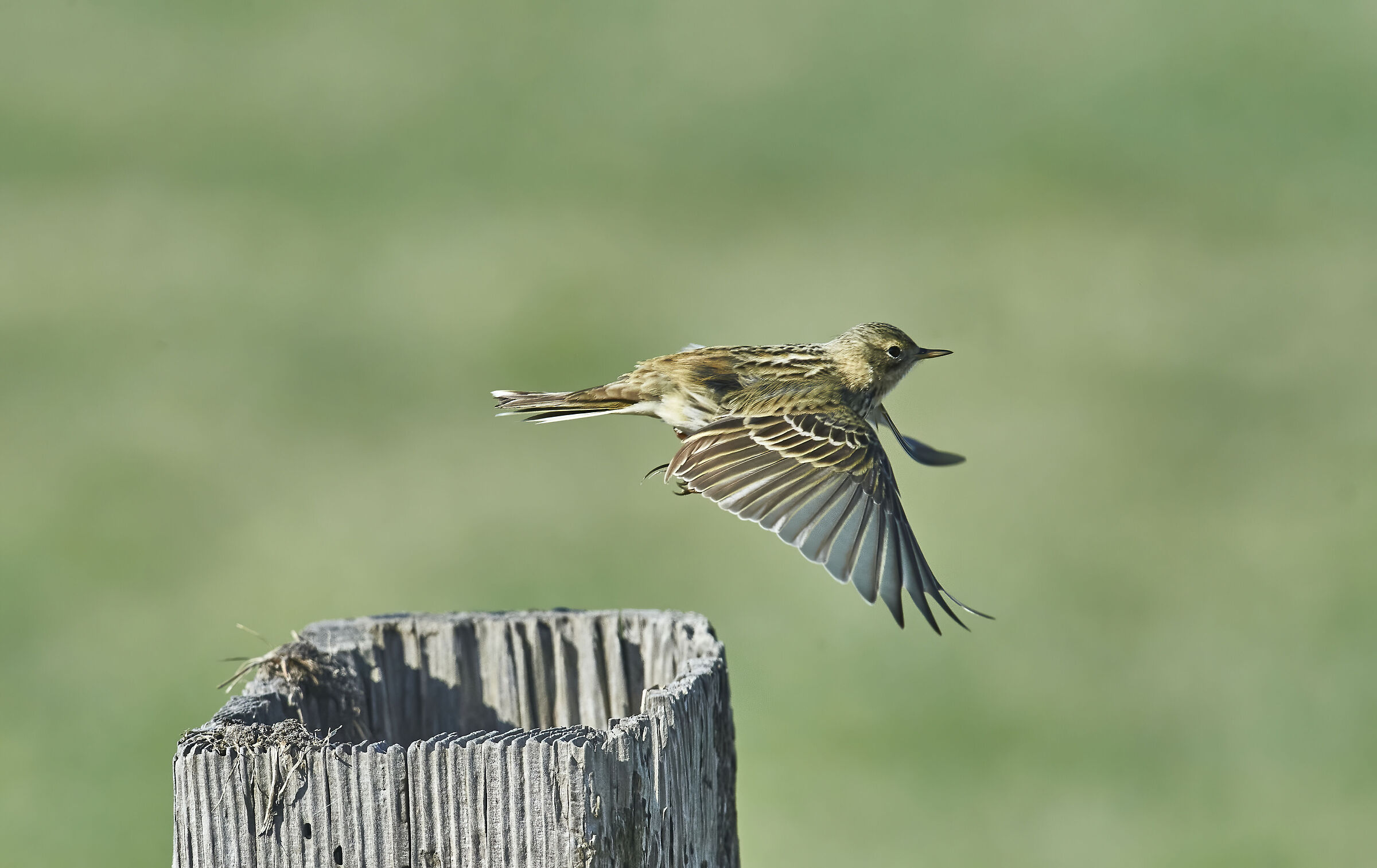 Pipit prato