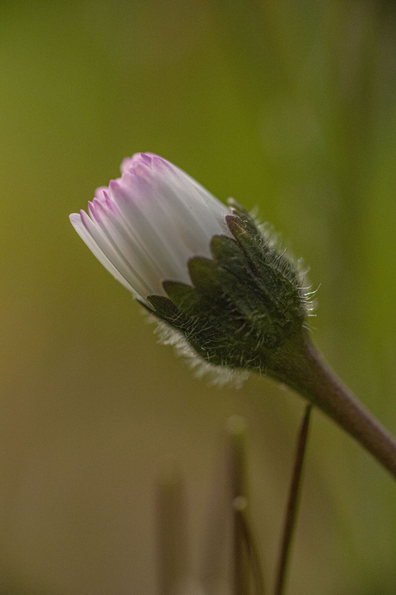Bellis perennis annuncia la primavera