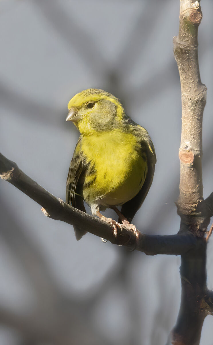 verzellino maschio 2