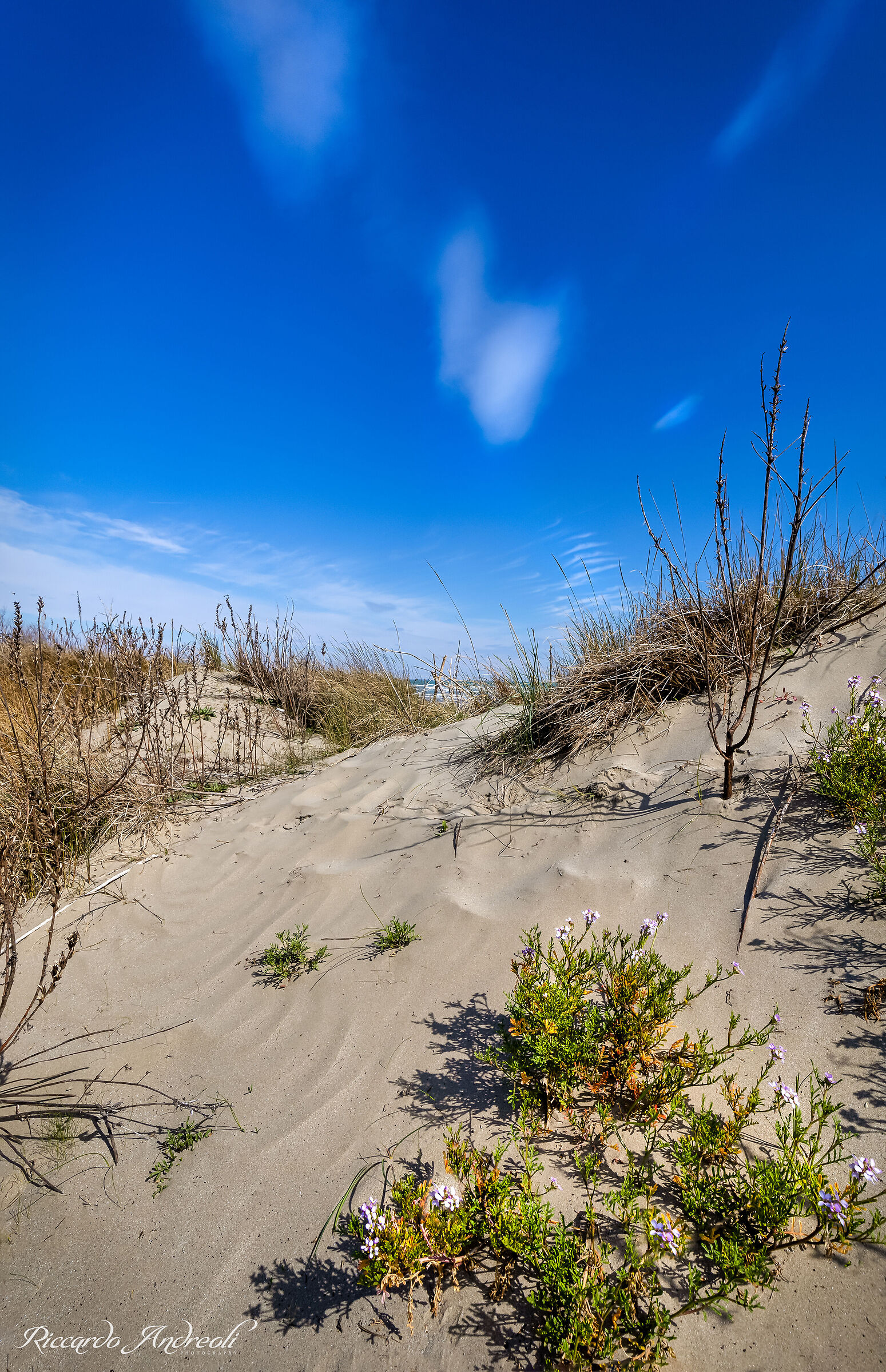 Dune Flowers (Cakile maritima)