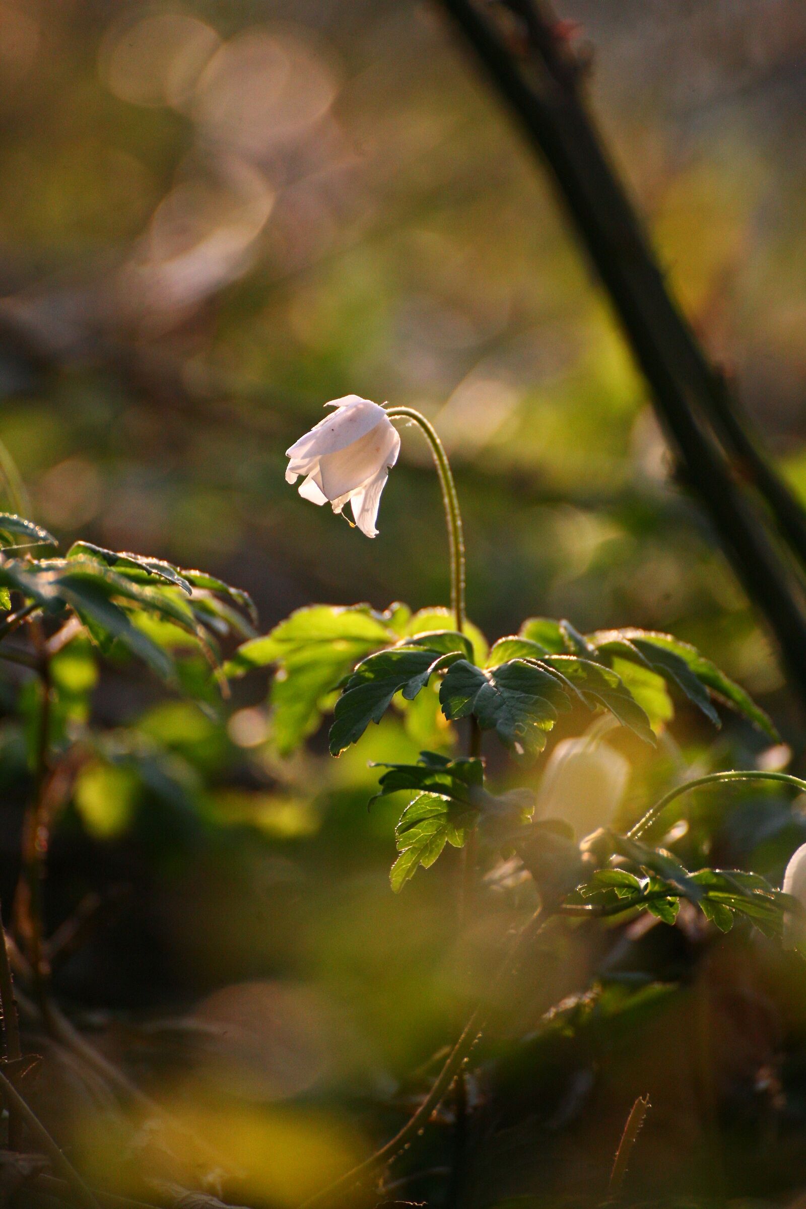 Anemone of the Woods