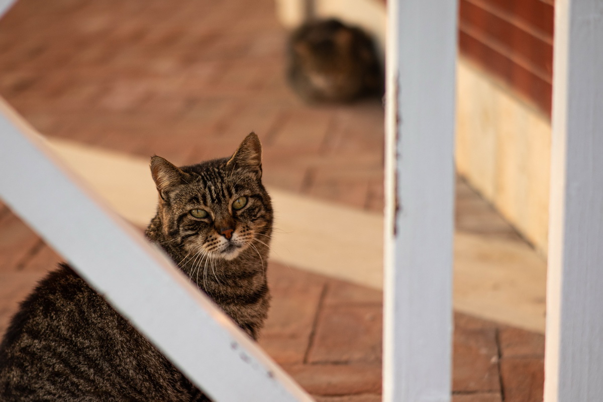 Prova Kamlan 50 f1,1 - Gatto