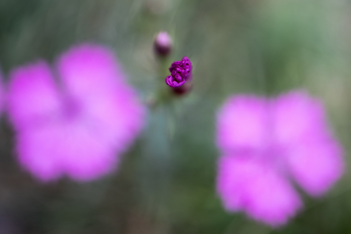Bocciolo rosa