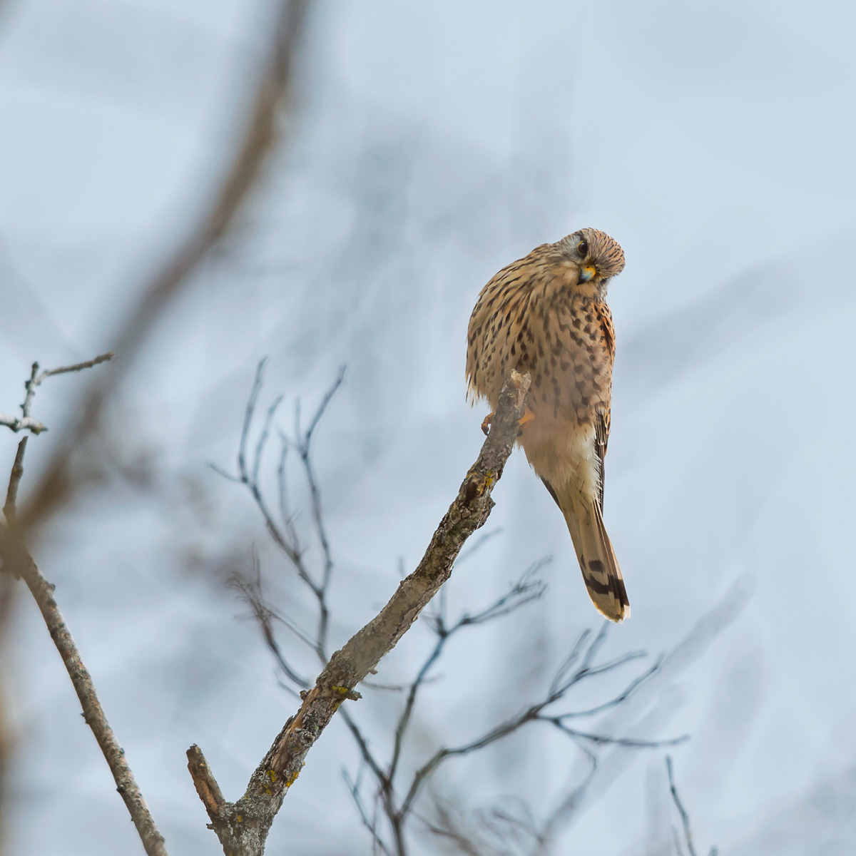 Gheppio - Falco tinnunculus