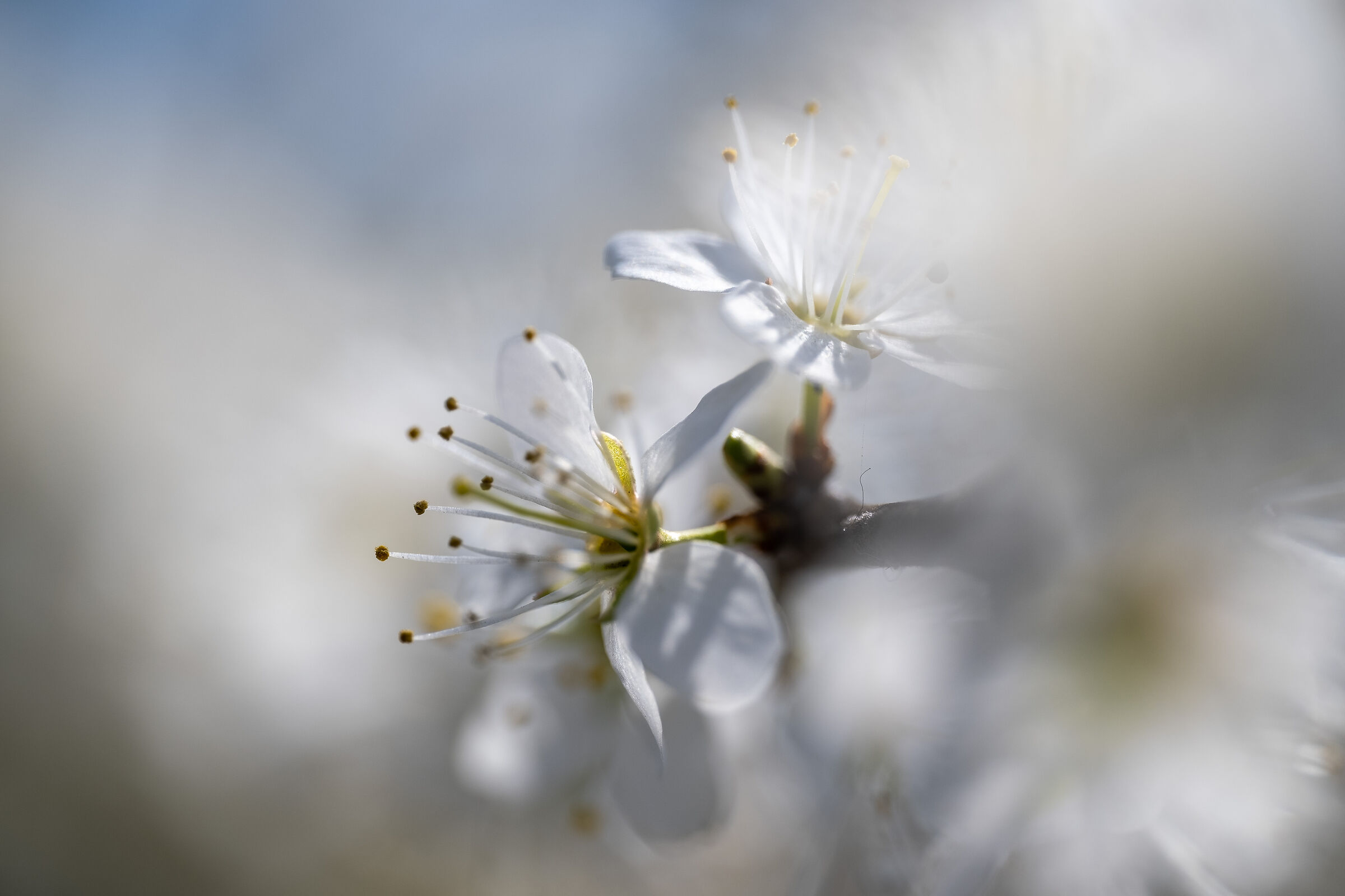 Spring time